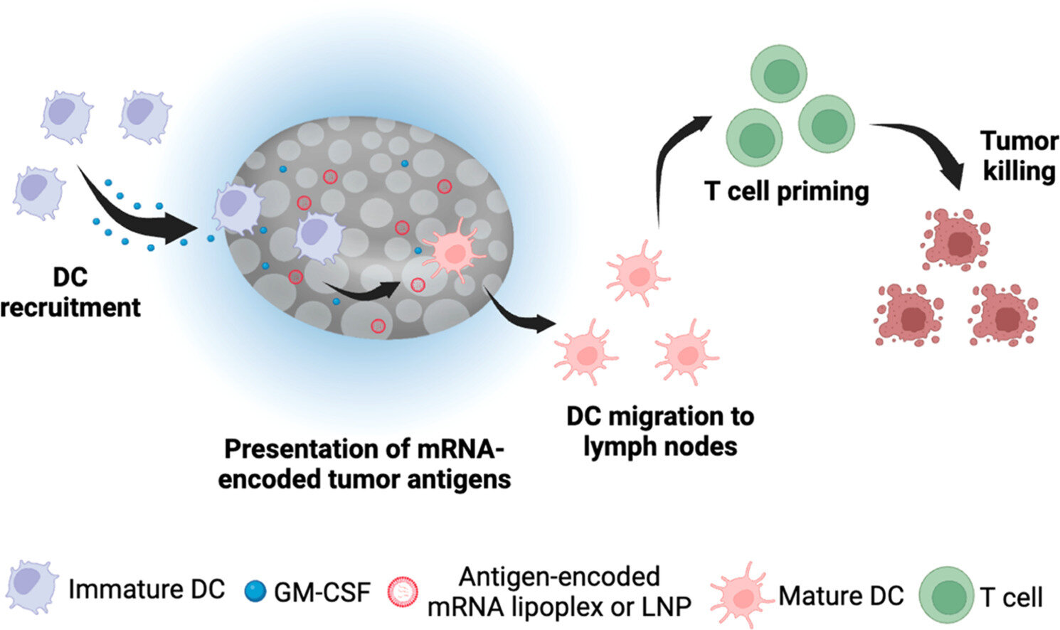 Plataforma baseada em hidrogel de células imunológicas captura células dendríticas para processar mRNA de vacinas contra o câncer