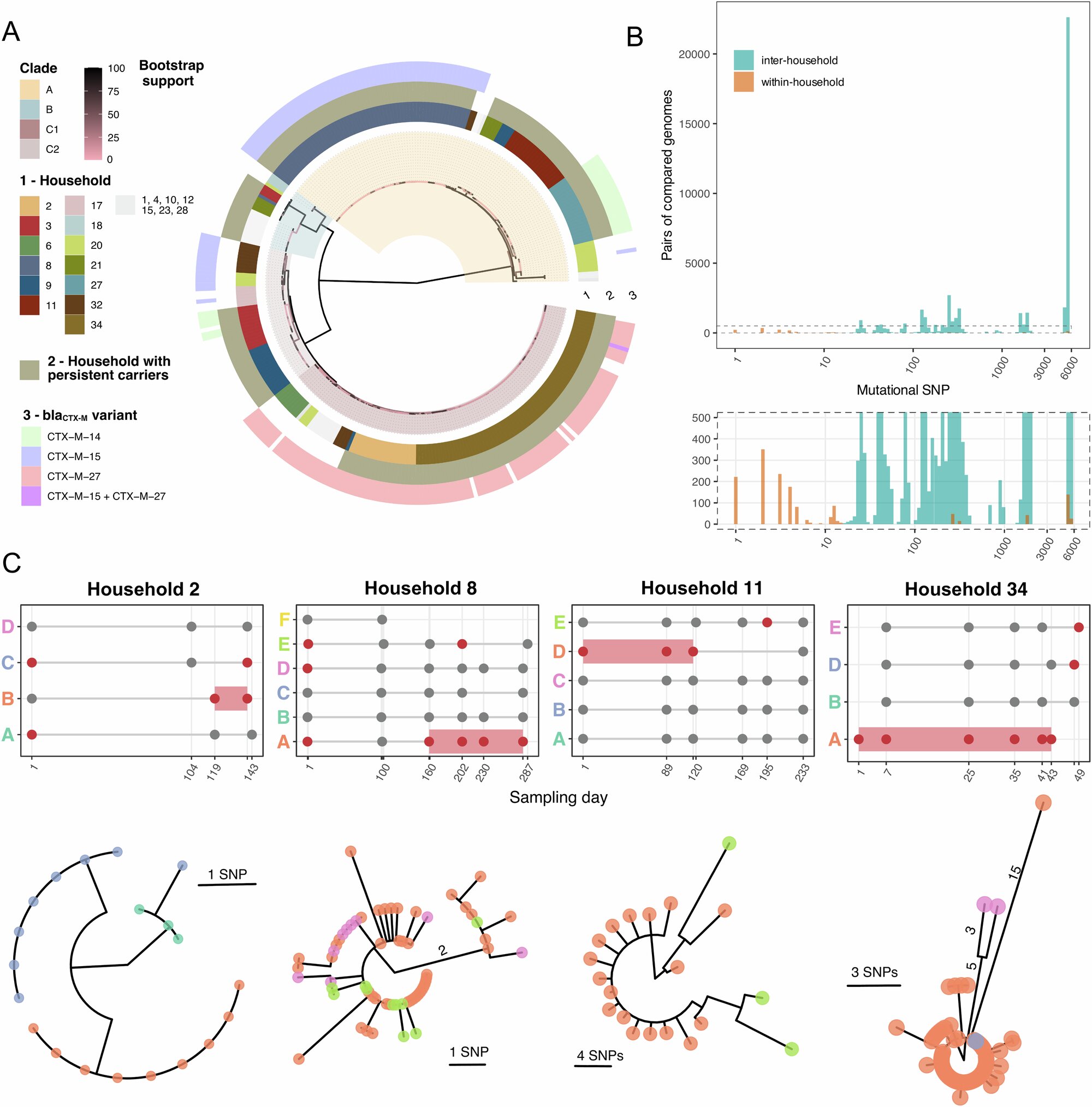 Portadores assintomáticos impulsionam a propagação de E. coli nas residências, descobrem os pesquisadores
