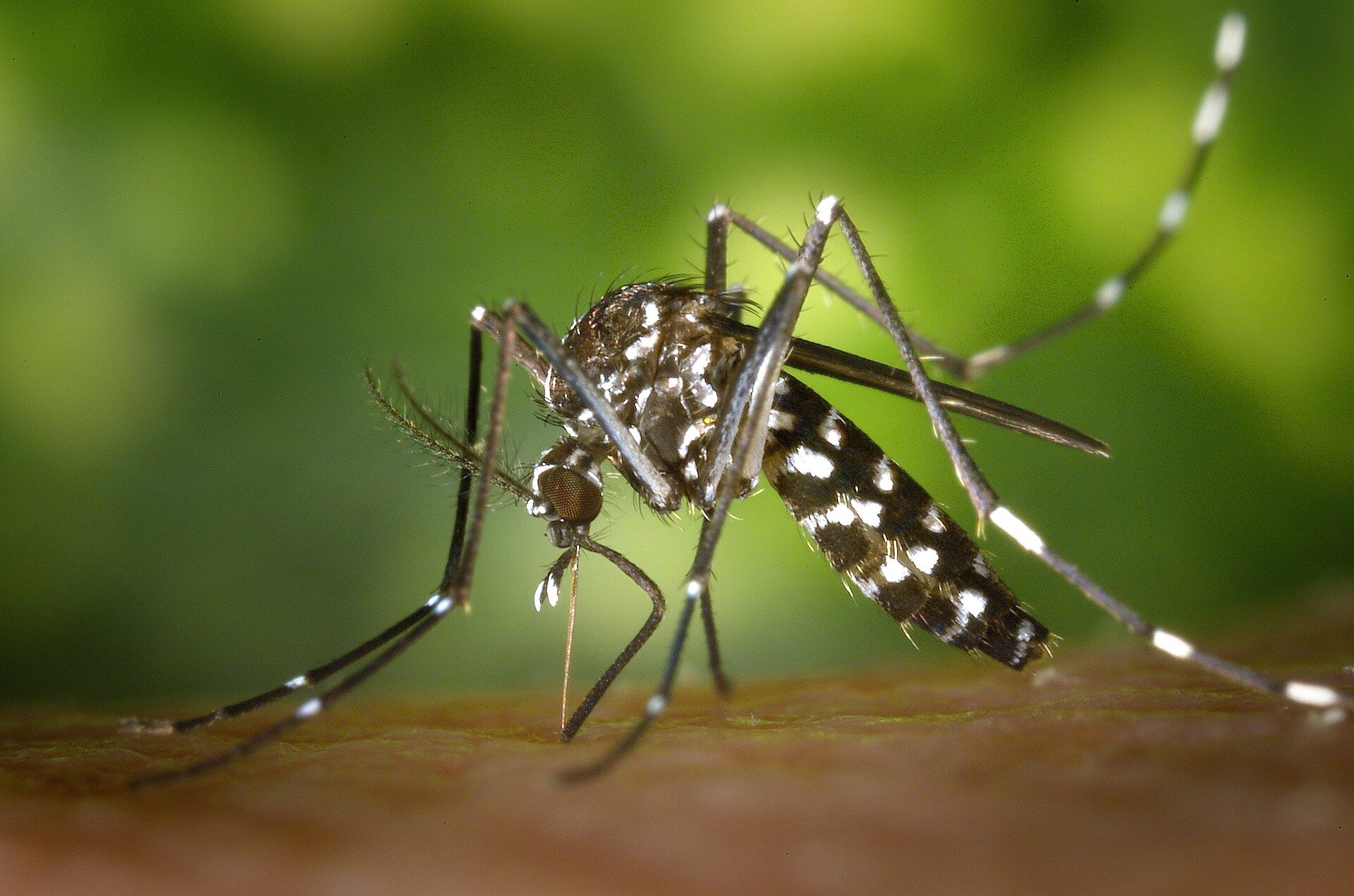 Qual é o vírus chikungunya agora transmitido nos EUA pela primeira vez em anos?