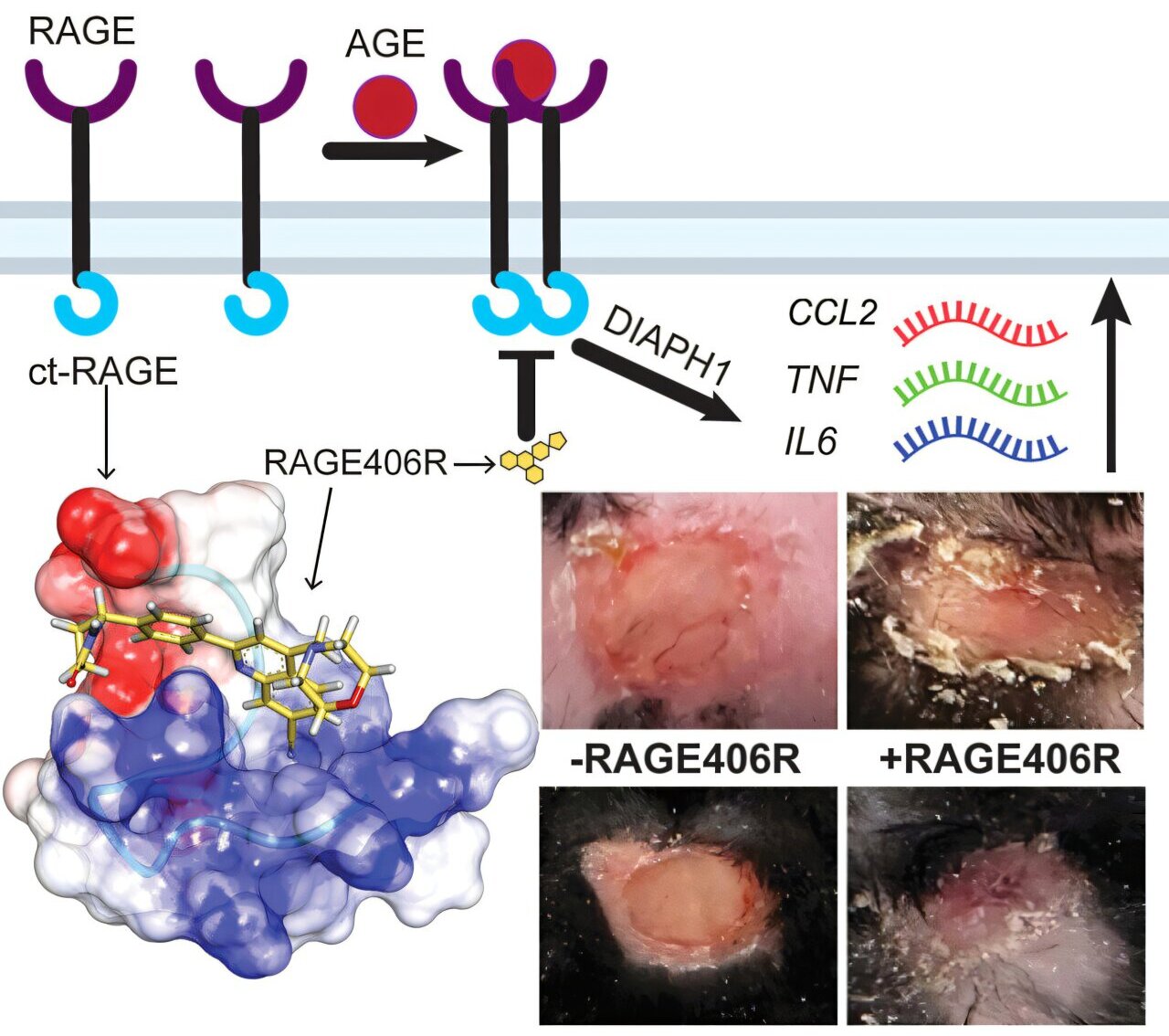 Químicos desenvolvem medicamento candidato contra diabetes