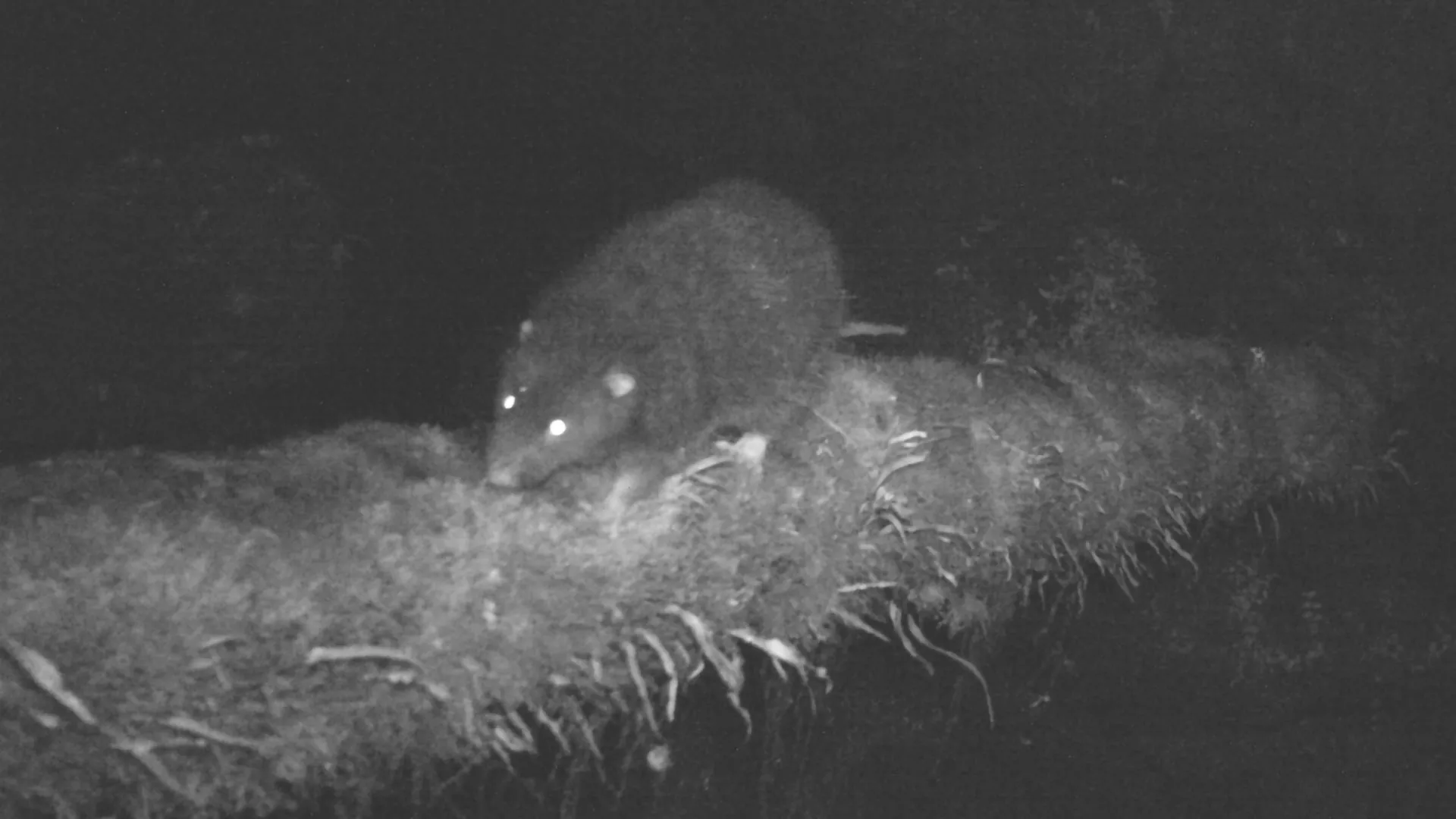 Rato gigante “perdido” encontrado vivo nas montanhas de Papua após 30 anos