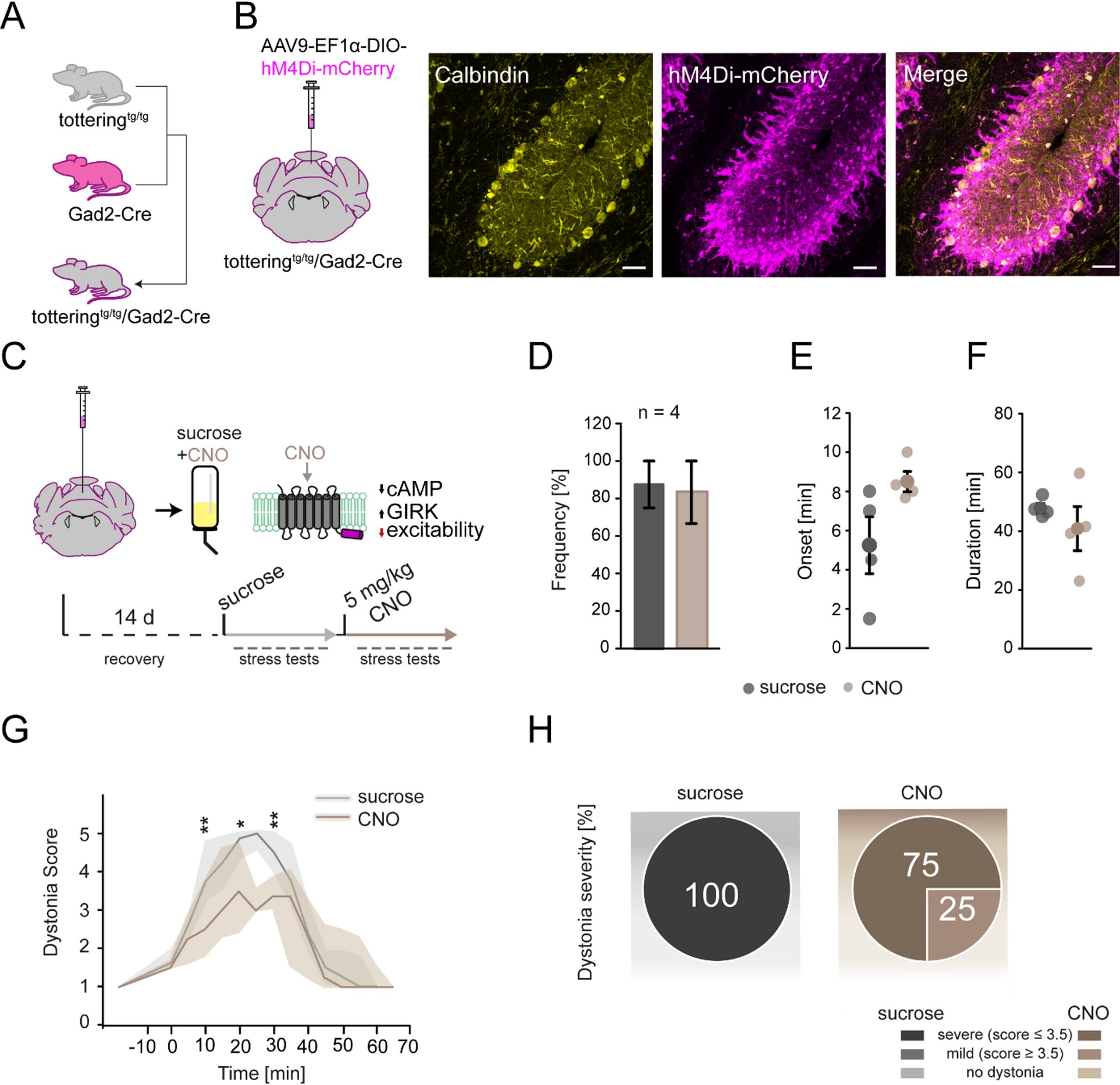 Receptor no cerebelo fornece novos insights sobre a base molecular da ataxia
