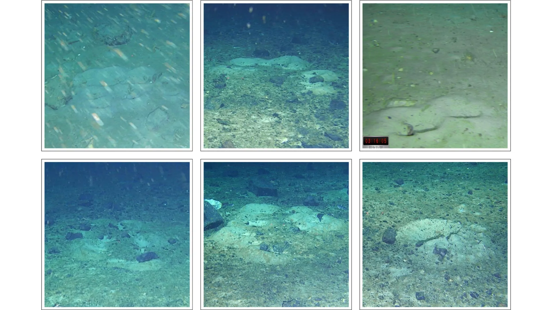 Robô antártico ‘Lassie’ descobre milhares de ninhos de peixes-gelo sob o gelo antártico