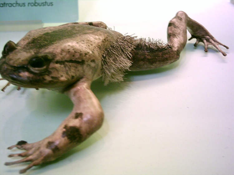 Sapo Wolverine quebra seus próprios ossos para transformá-los em garras afiadas