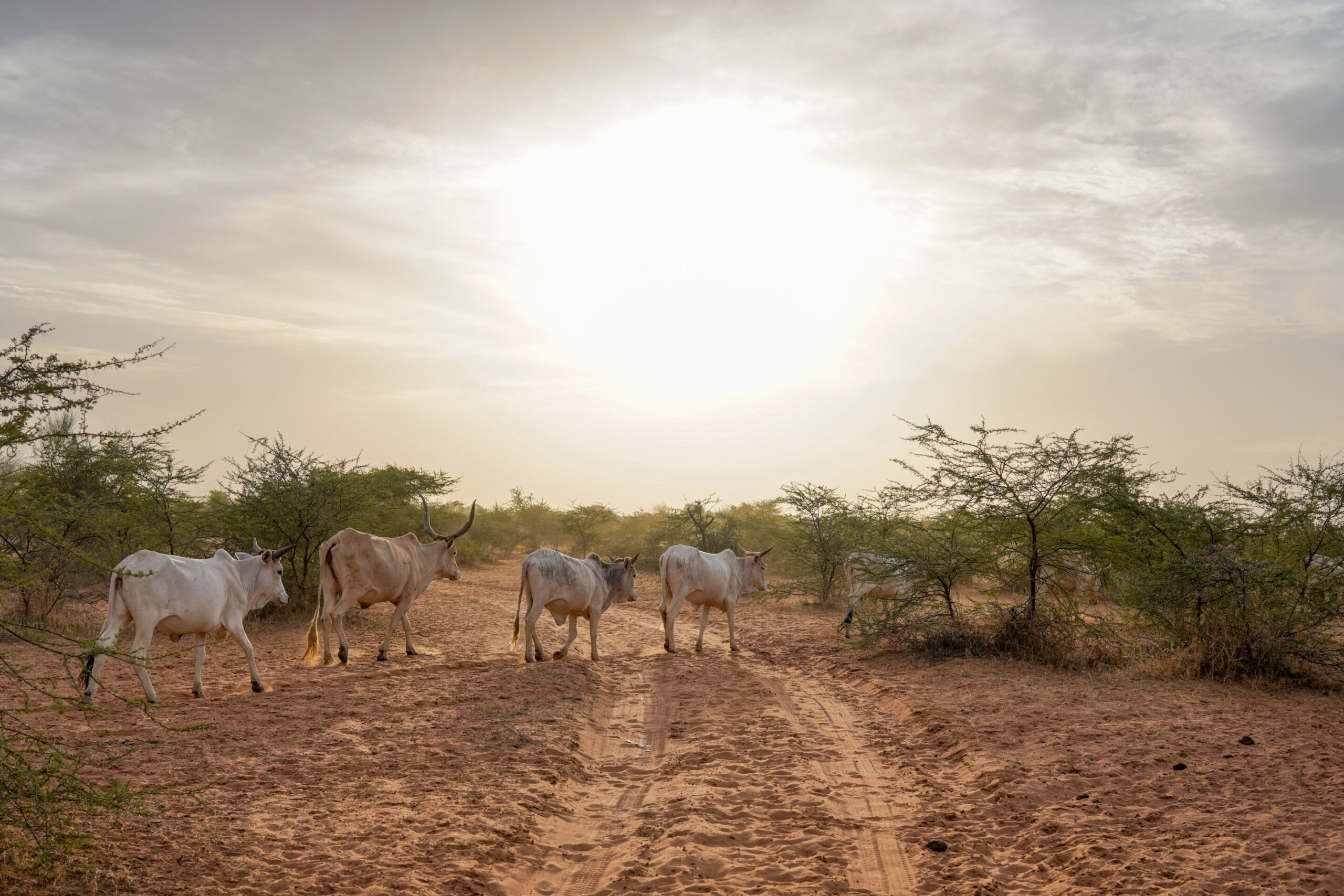 Senegal registra 17 mortes em raro grande surto de febre do Vale do Rift