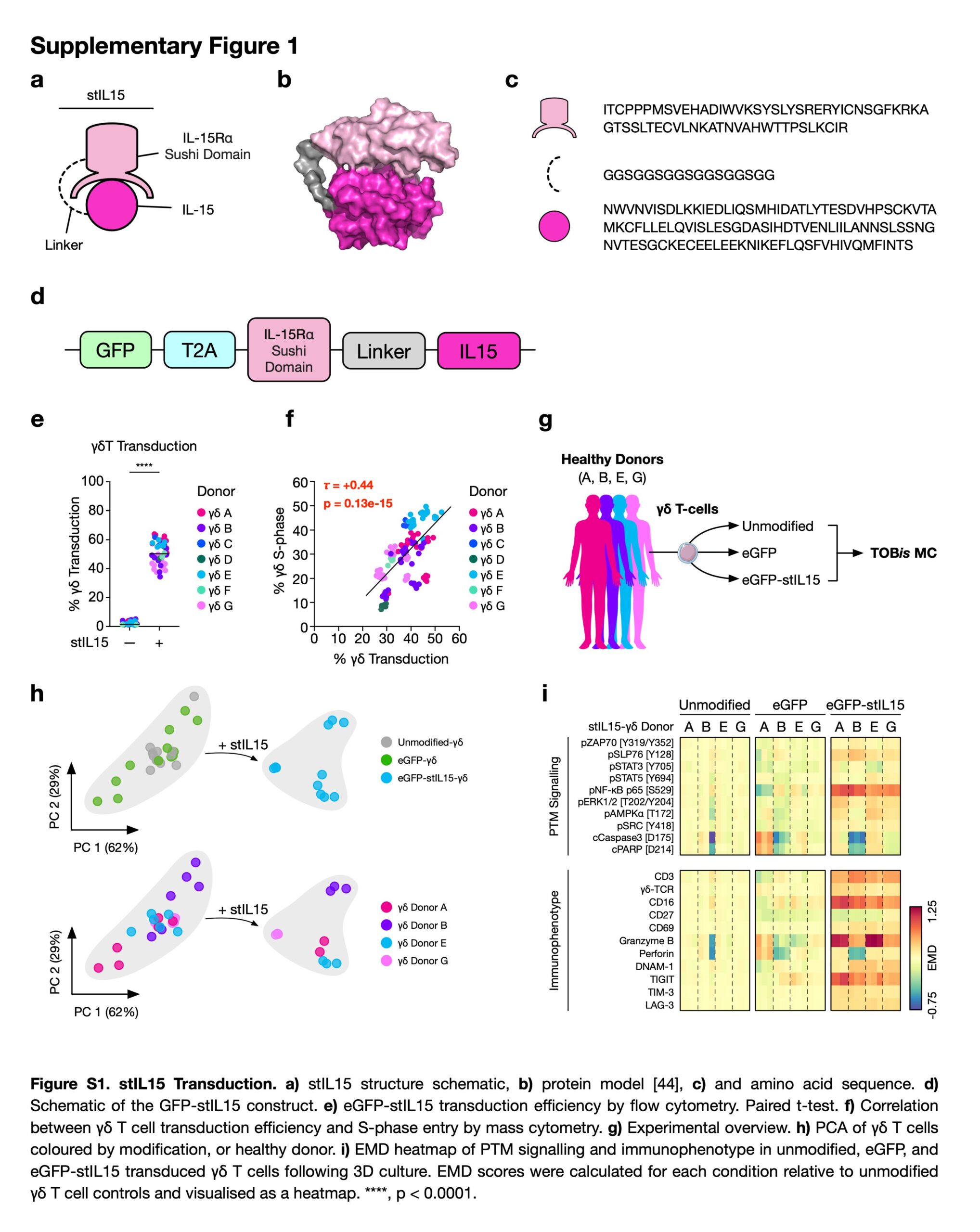 Sobrecarregando células imunológicas para combater o câncer de intestino resistente a medicamentos