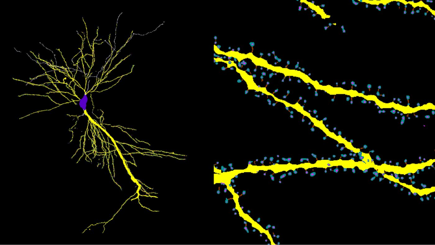 Software de código aberto revela arquitetura 3D completa de células cerebrais