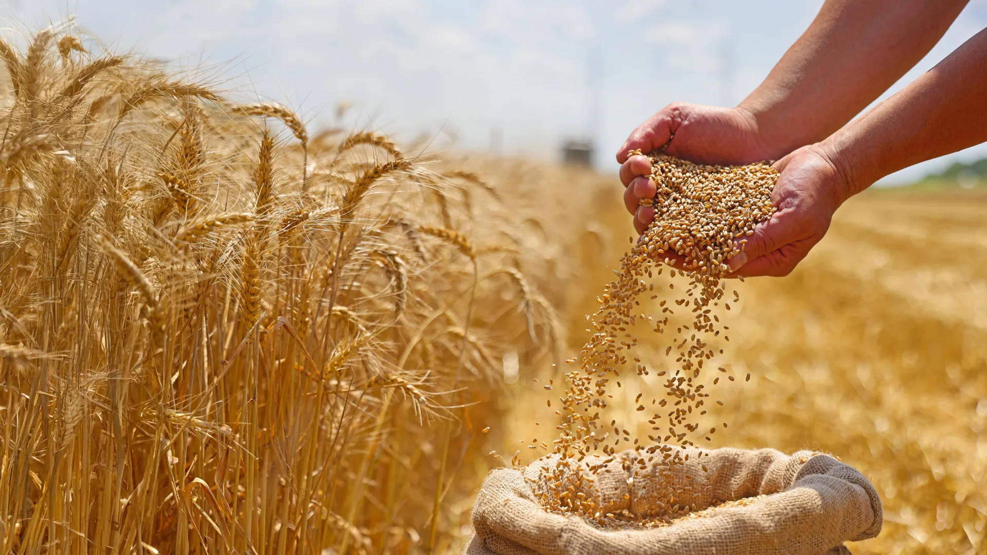 Um gene oculto pode triplicar a produção de trigo