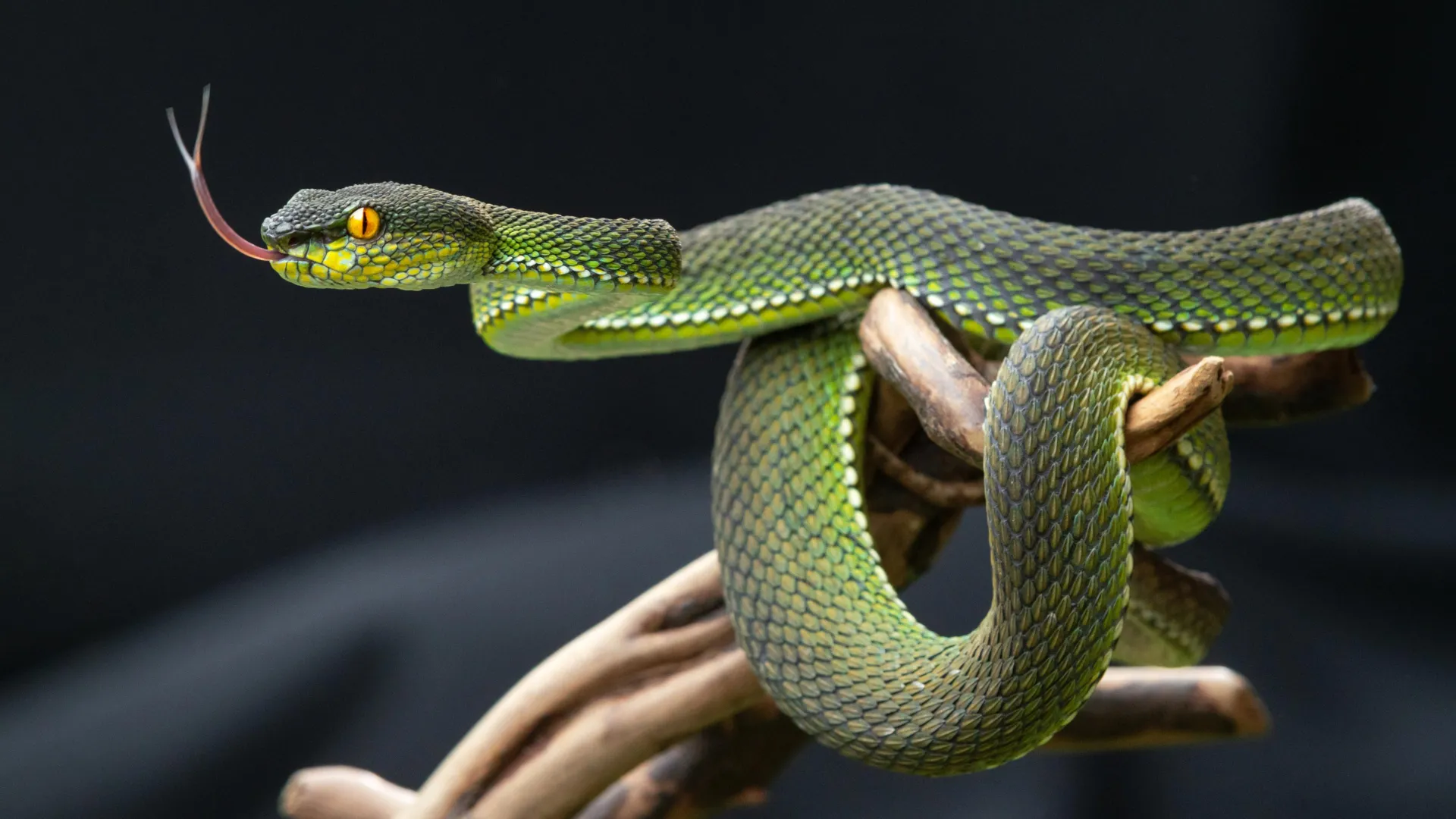 Xixi de cobra pode conter o segredo para acabar com a dor de gota e pedras nos rins
