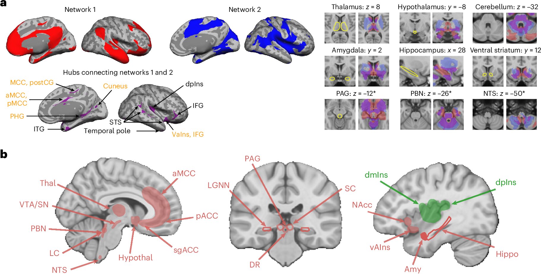 7 Tesla MRI revela como o cérebro humano antecipa e regula as necessidades do corpo