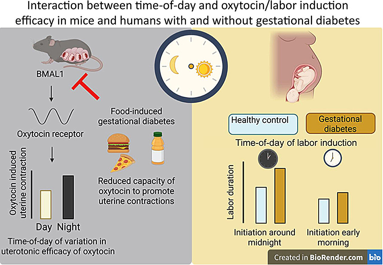 A descoberta do ritmo circadiano pode transformar a hora do dia em que os médicos induzem o parto