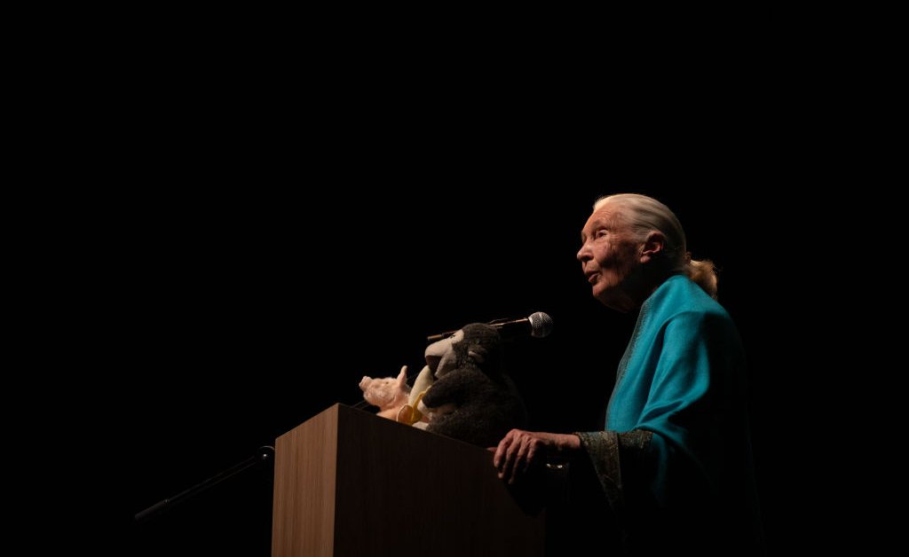 A memória de Jane Goodall continua viva
