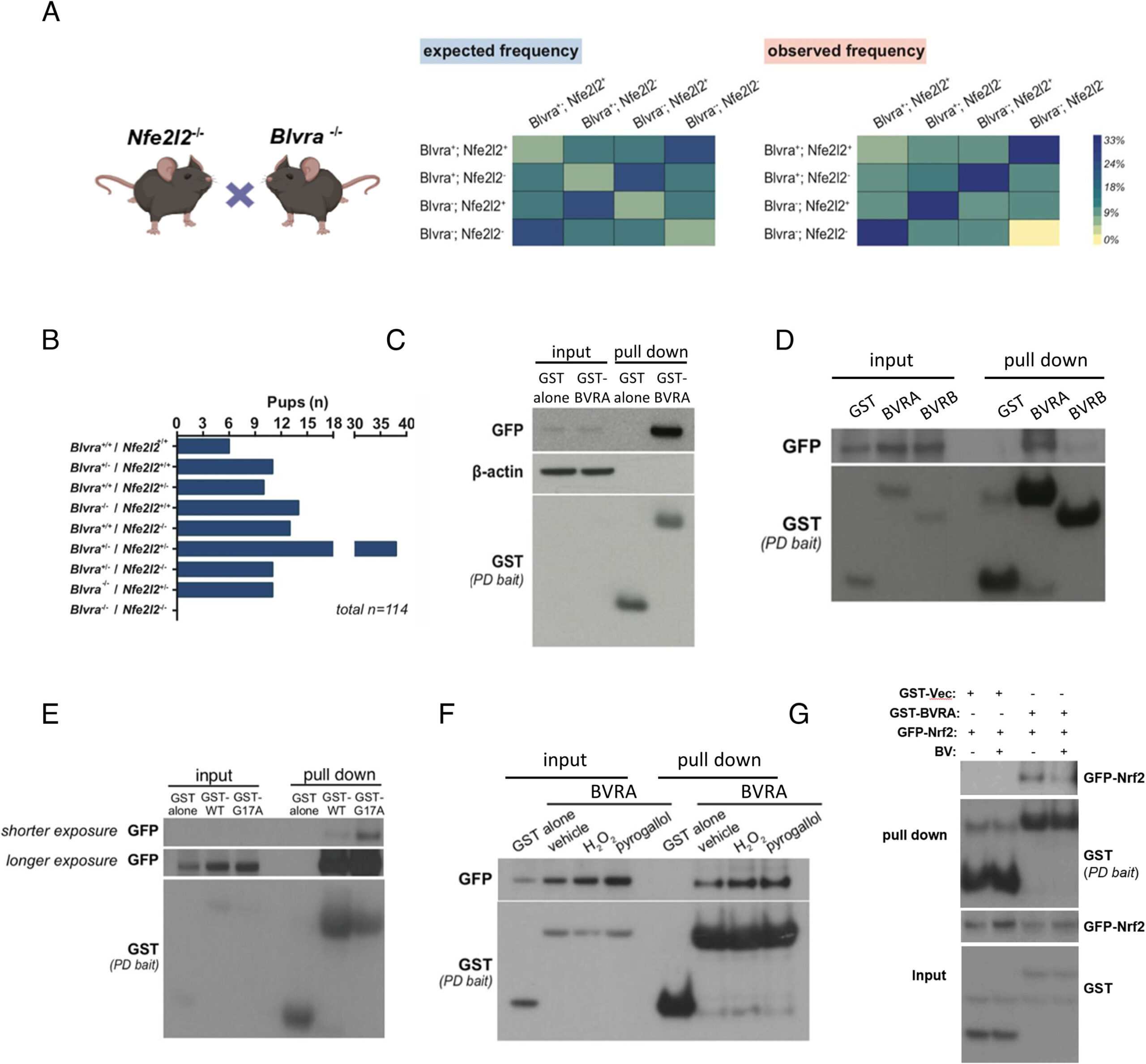 A proteína desempenha um papel duplo inesperado na proteção do cérebro contra danos causados ​​pelo estresse oxidativo
