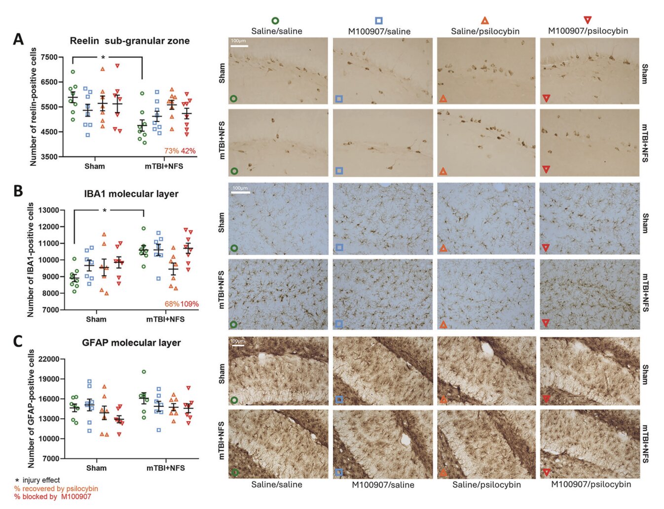 A psilocibina pode reverter os efeitos de lesões cerebrais resultantes da violência entre parceiros íntimos, descobriu um estudo com ratos