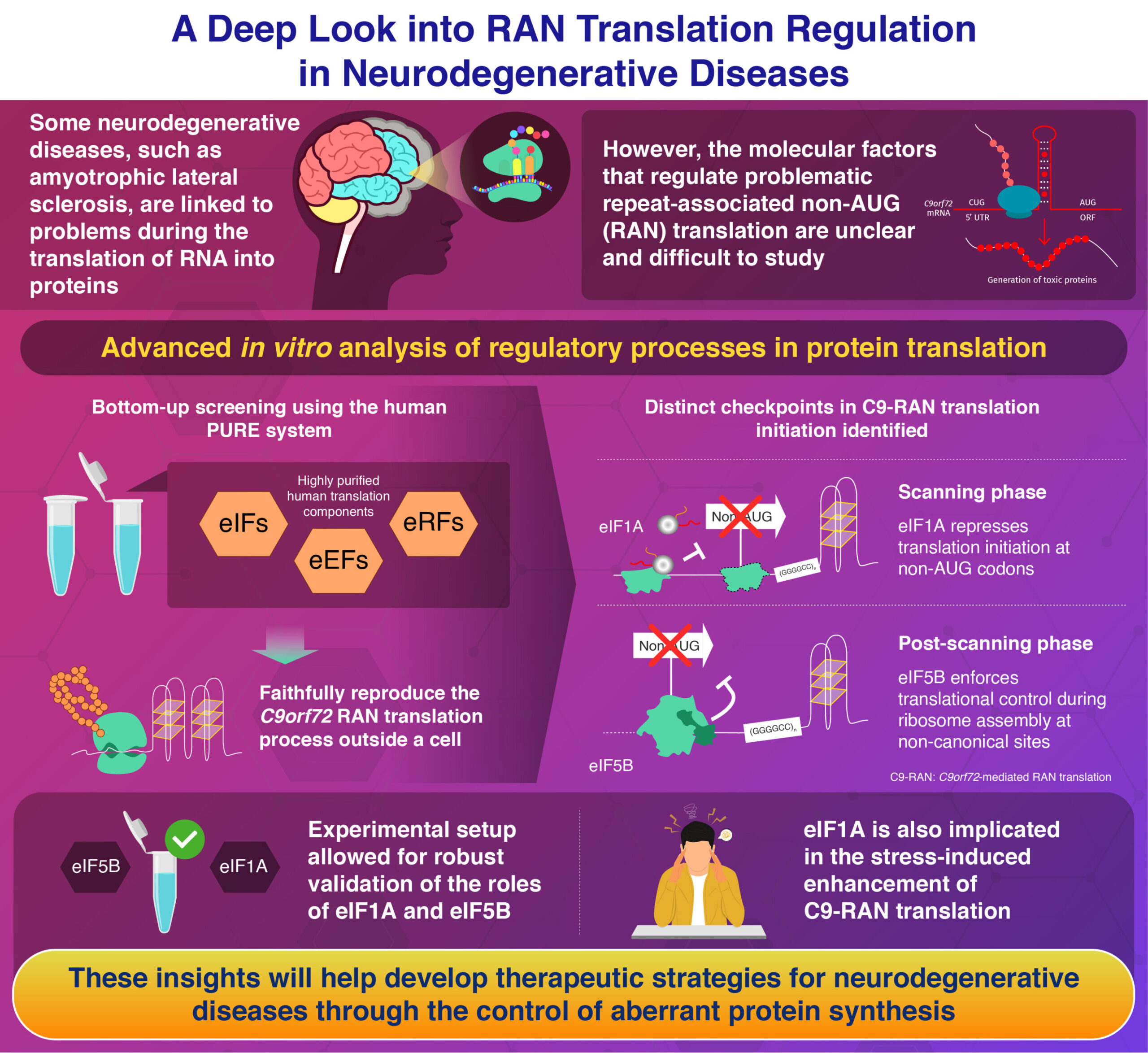 A reconstrução do gene C9orf72 mutado esclarece a síntese anormal de proteínas em doenças neurodegenerativas
