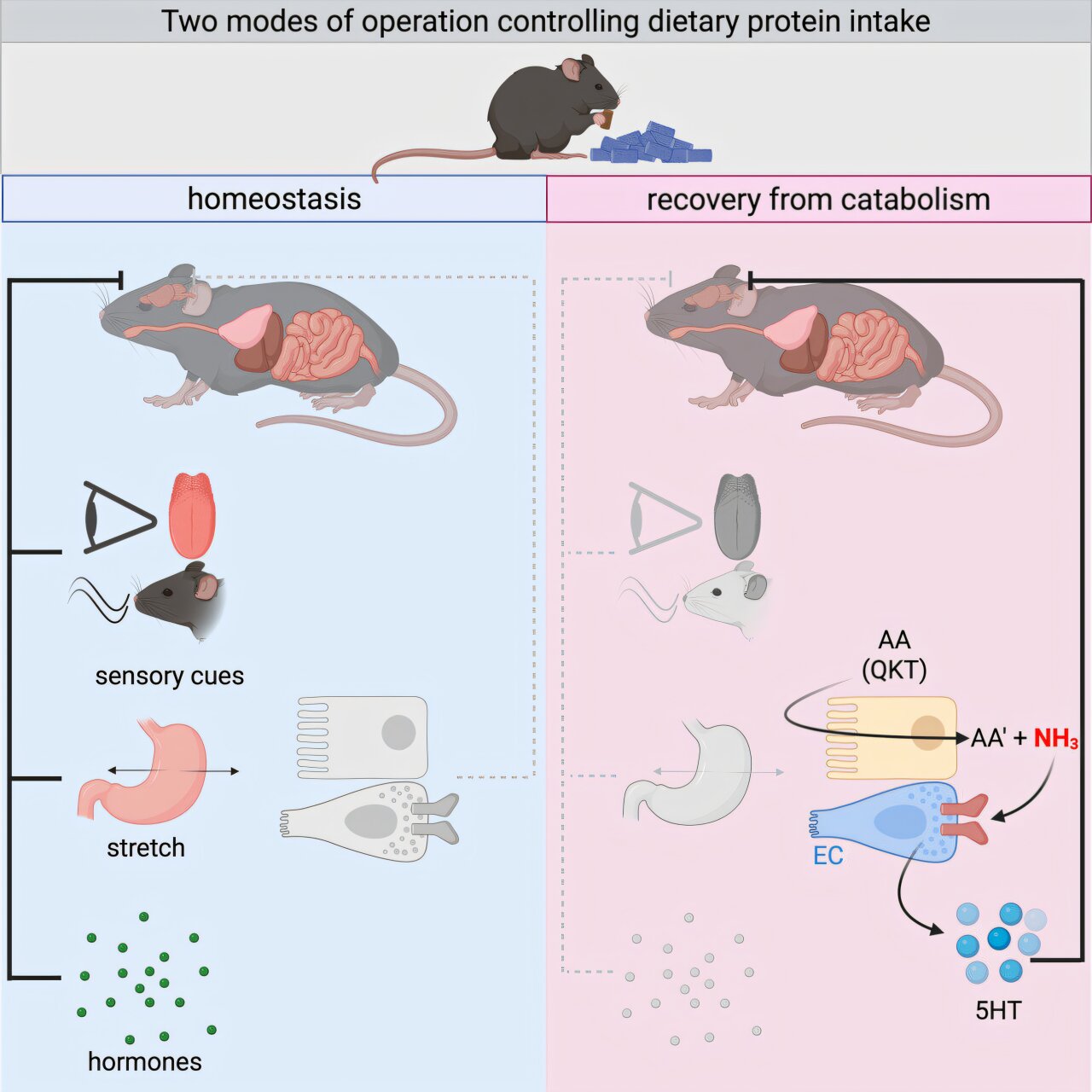 A sinalização do intestino para o cérebro restringe o apetite por proteínas pós-doença, descobrem os pesquisadores