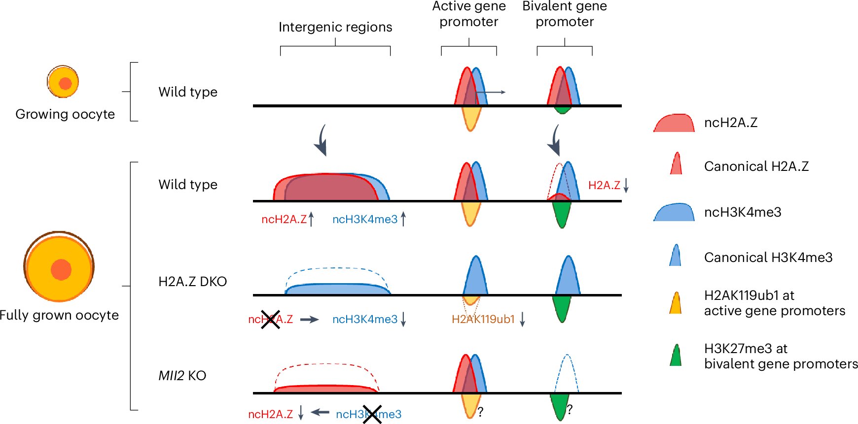 A variante chave das histonas pode explicar algumas formas de infertilidade