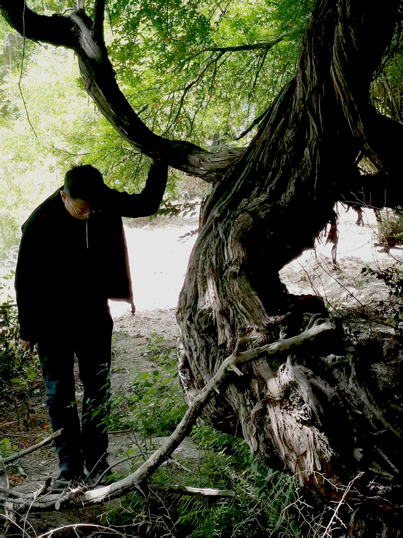 A videira viva mais antiga do mundo existe há mais de 400 anos