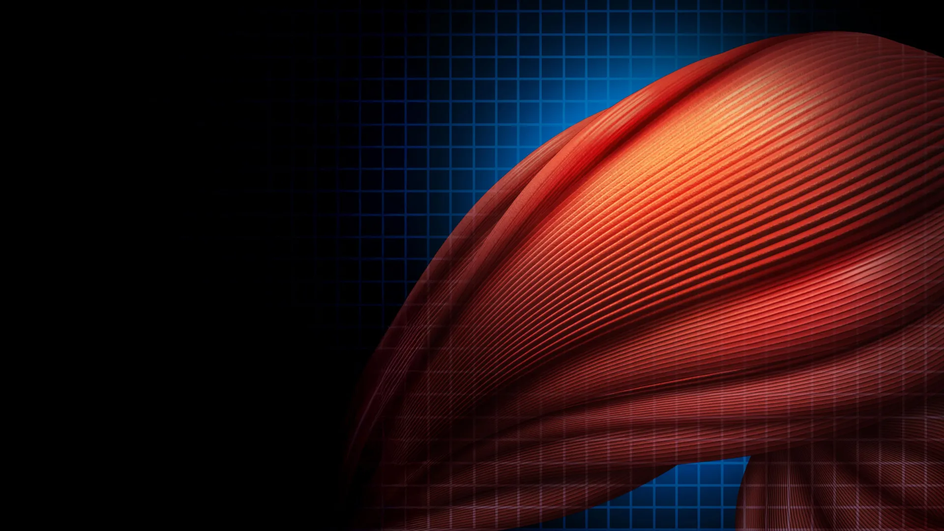 As células imunológicas usam um truque surpreendente para curar os músculos mais rapidamente