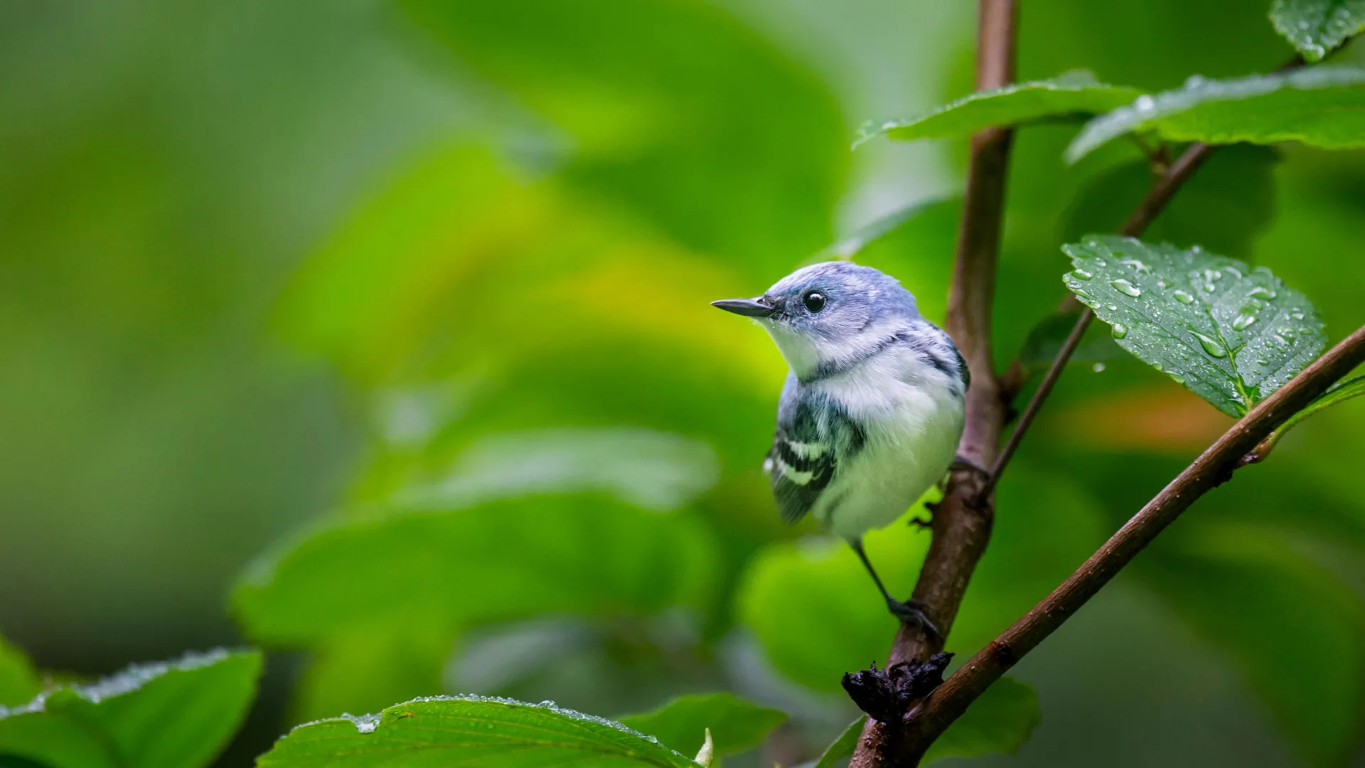 As cinco grandes florestas que mantêm vivas as aves da América do Norte