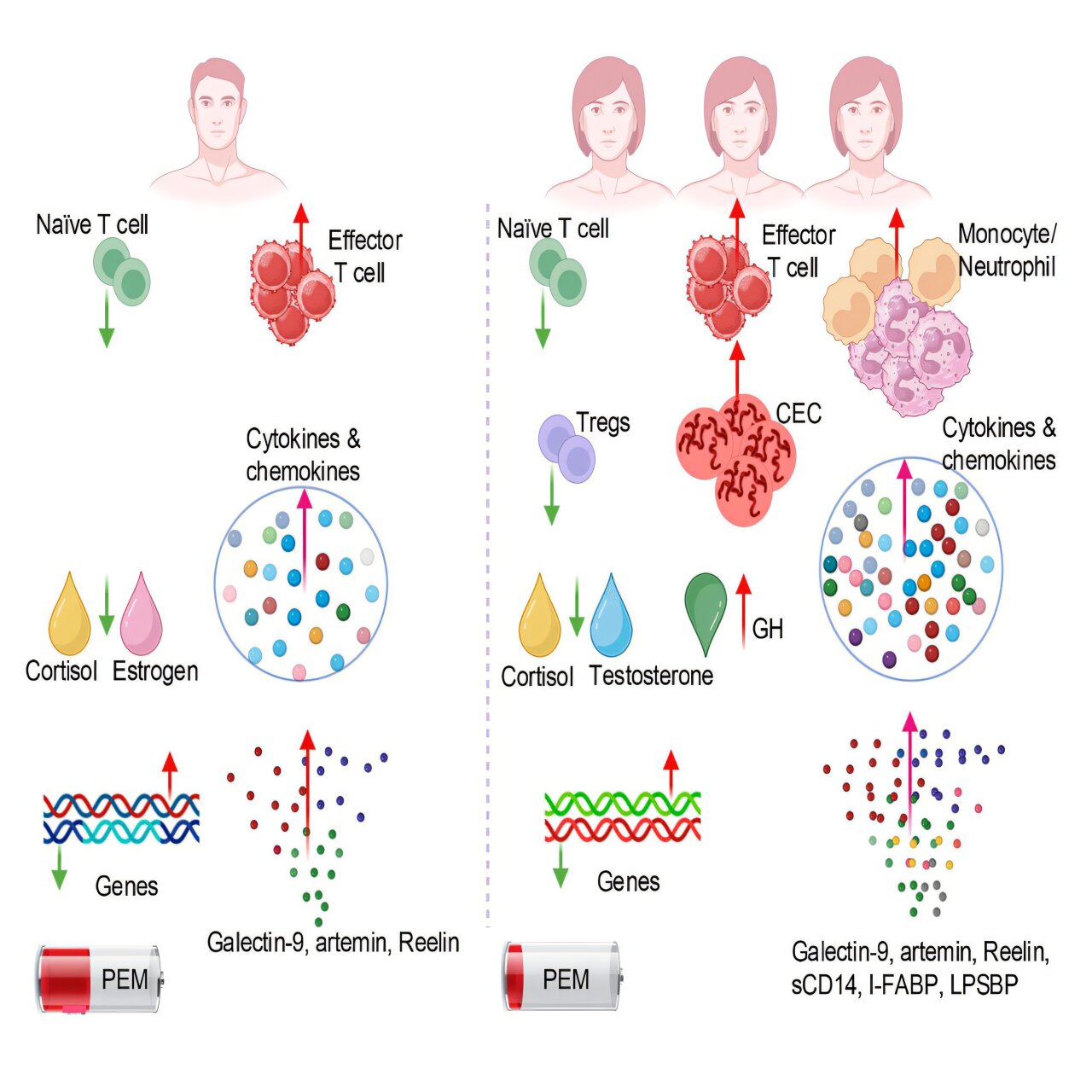 As mulheres têm três vezes mais probabilidade do que os homens de contrair COVID grave e prolongado: aqui está o porquê