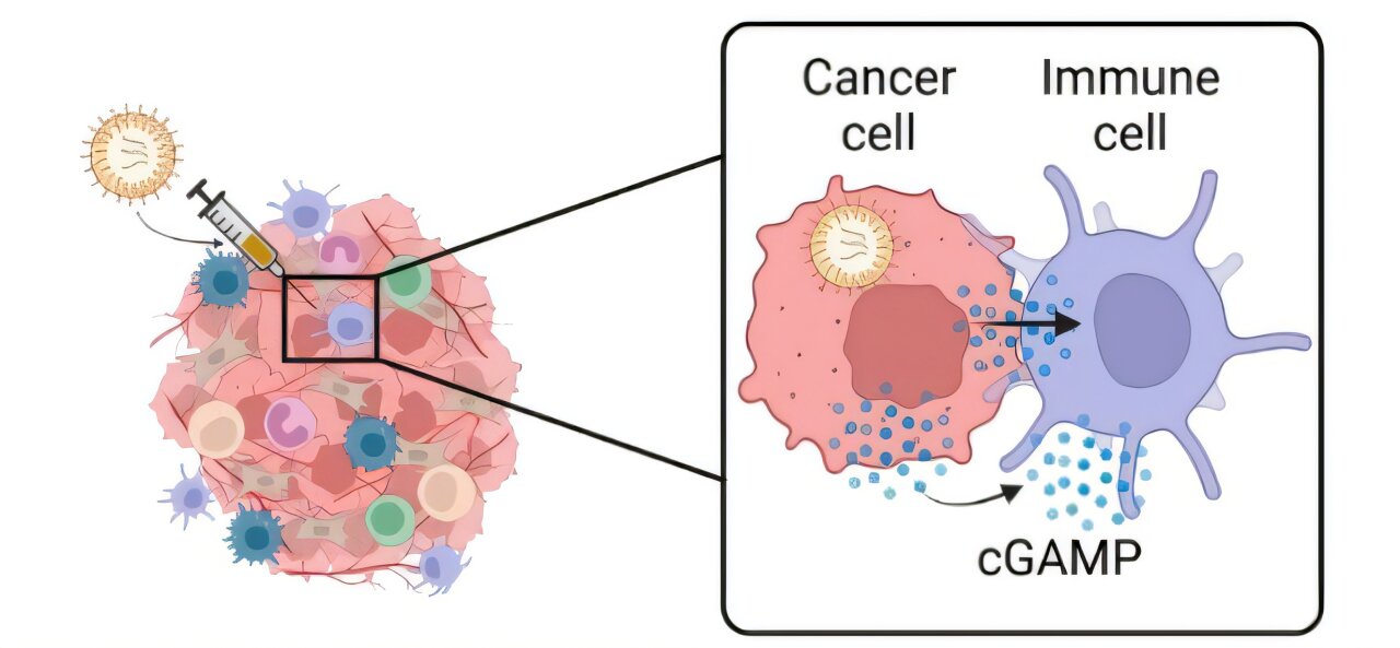 Ativar uma via imunológica em tumores pode levar à sua destruição