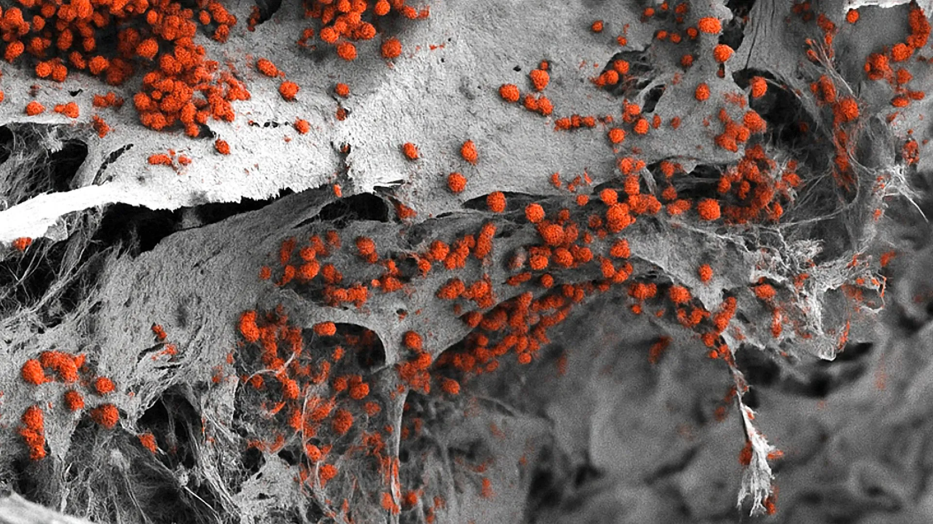 Cientistas desenvolvem uma pequena “fábrica de sangue” humana que realmente funciona