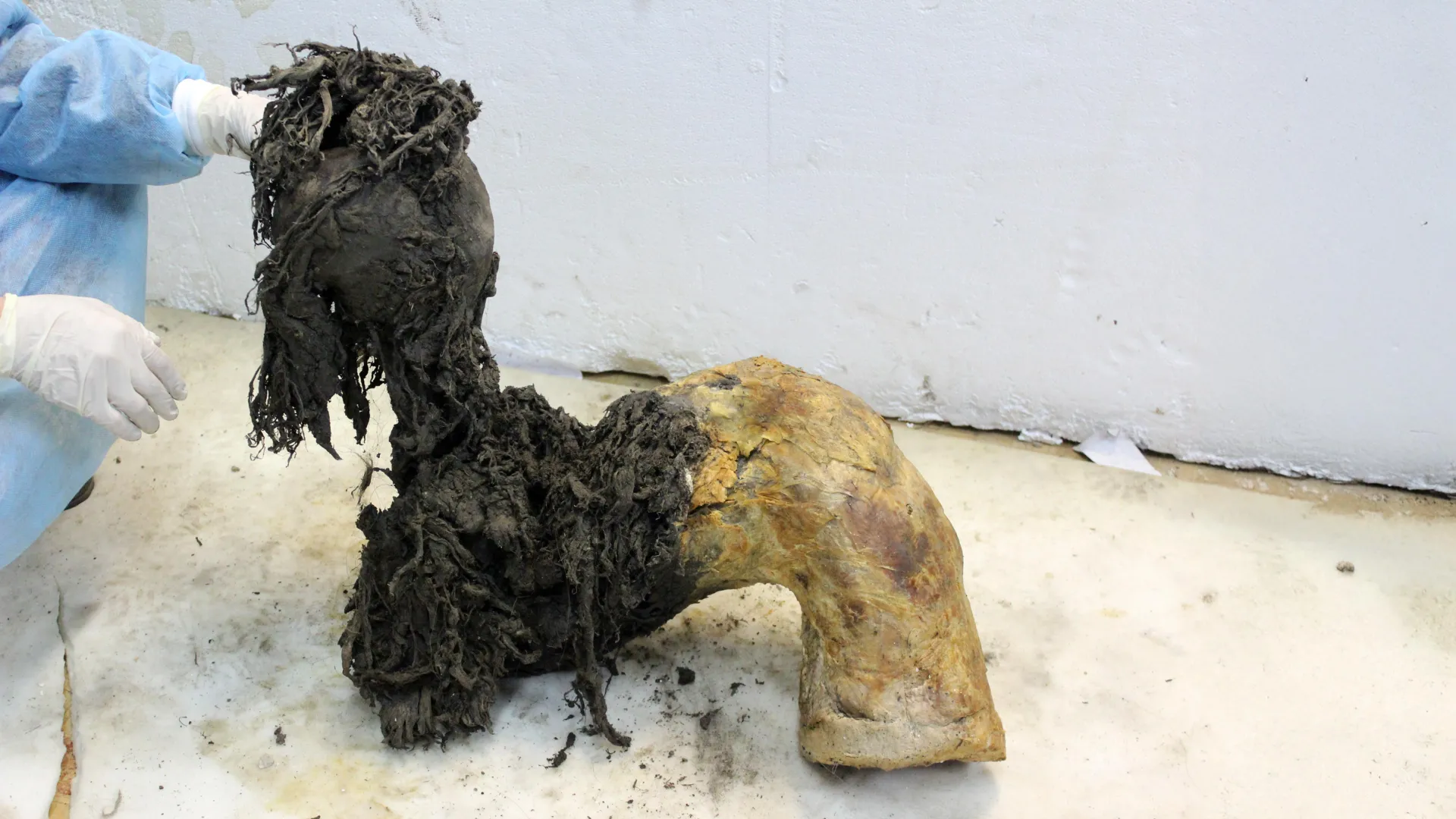 Cientistas recuperam RNA de mamute de 40.000 anos ainda cheio de pistas