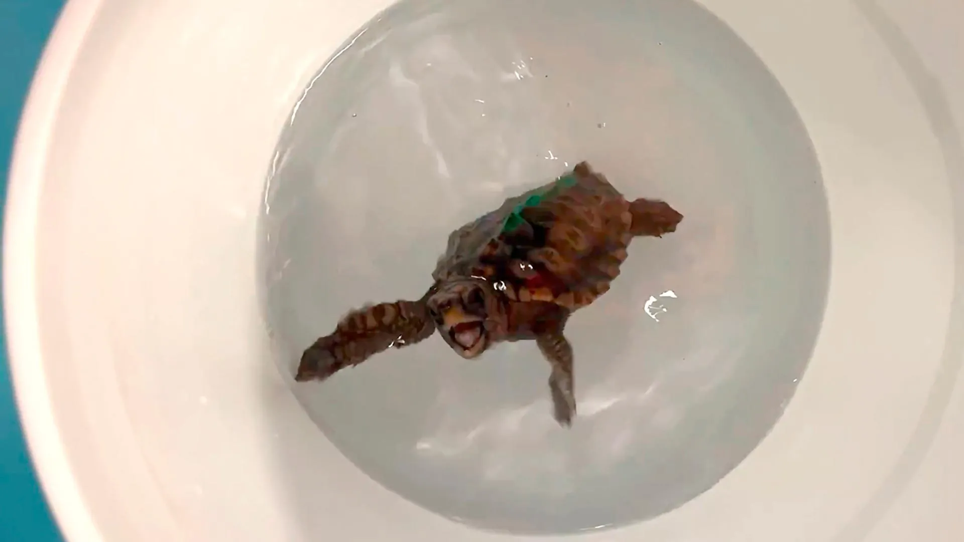 Cientistas revelam como filhotes de tartaruga navegam milhares de quilômetros com um sentido magnético oculto