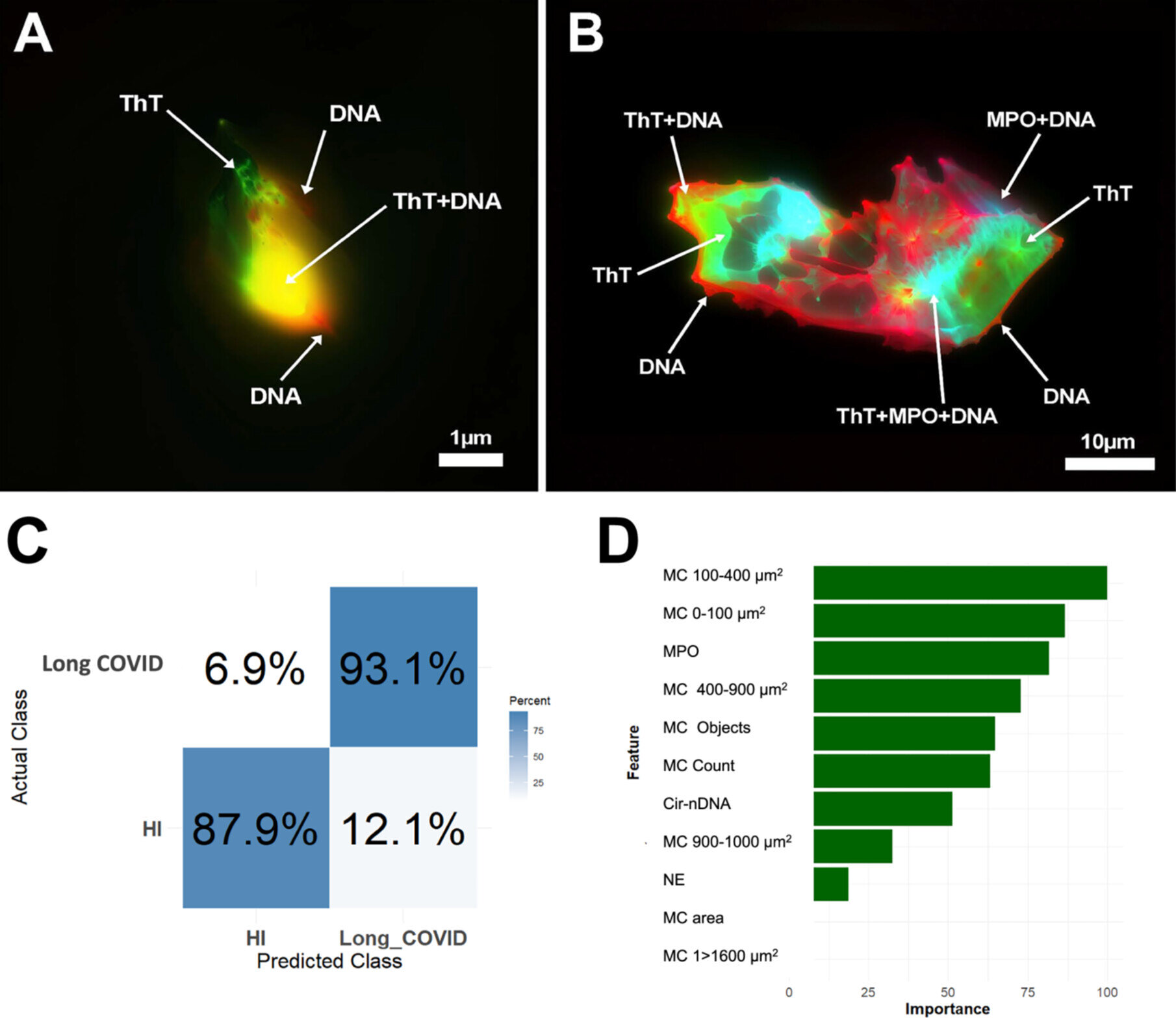 Cientistas revelam outra peça no longo quebra-cabeça do COVID