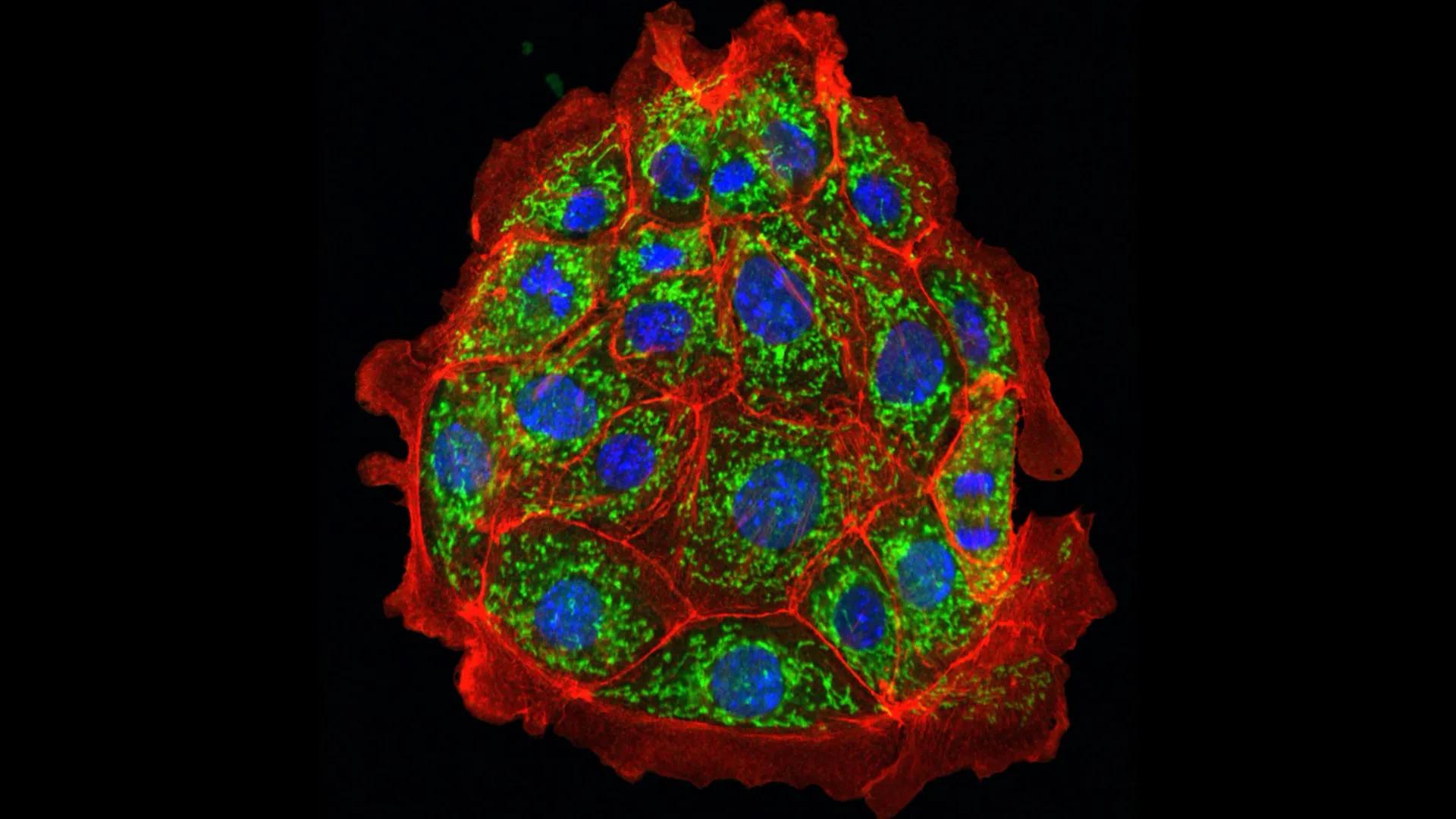 Cientistas revertem danos renais em ratos e esperam que os humanos sejam os próximos