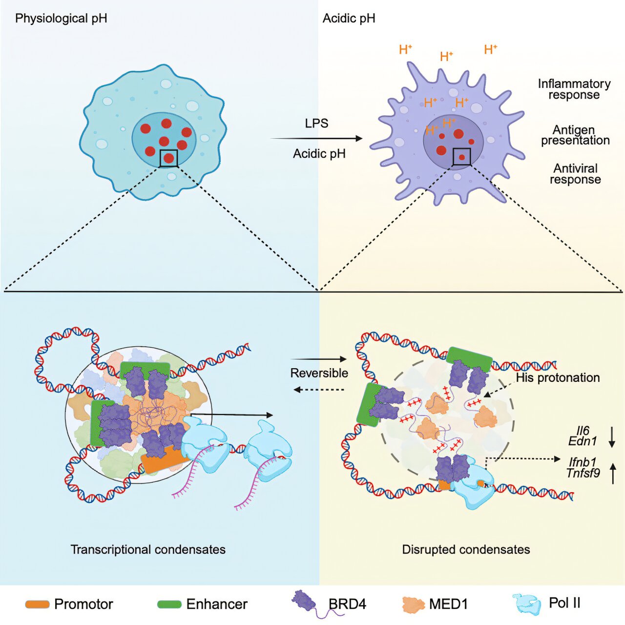Como a acidez altera a resposta imunológica