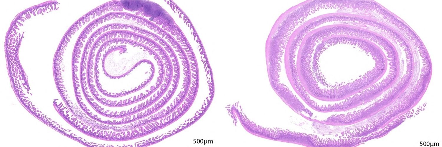 Como a fraqueza na estrutura celular afeta a relação hospedeiro-microbioma