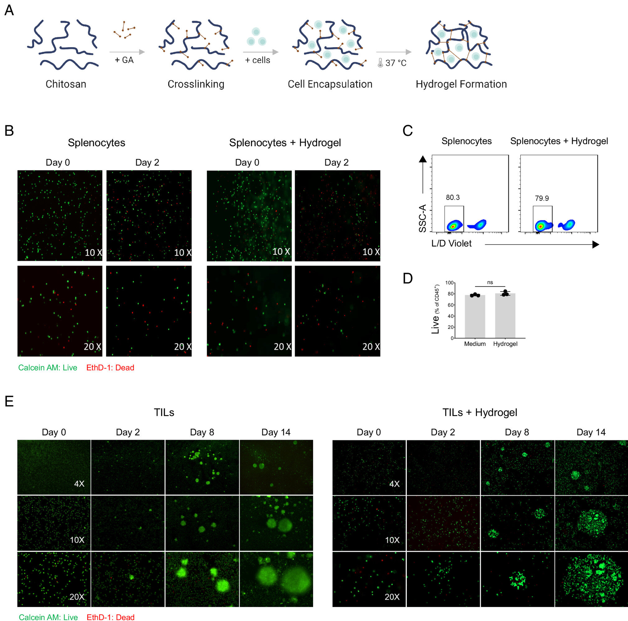 Como ativar pontos de acesso imunológico que atacam tumores