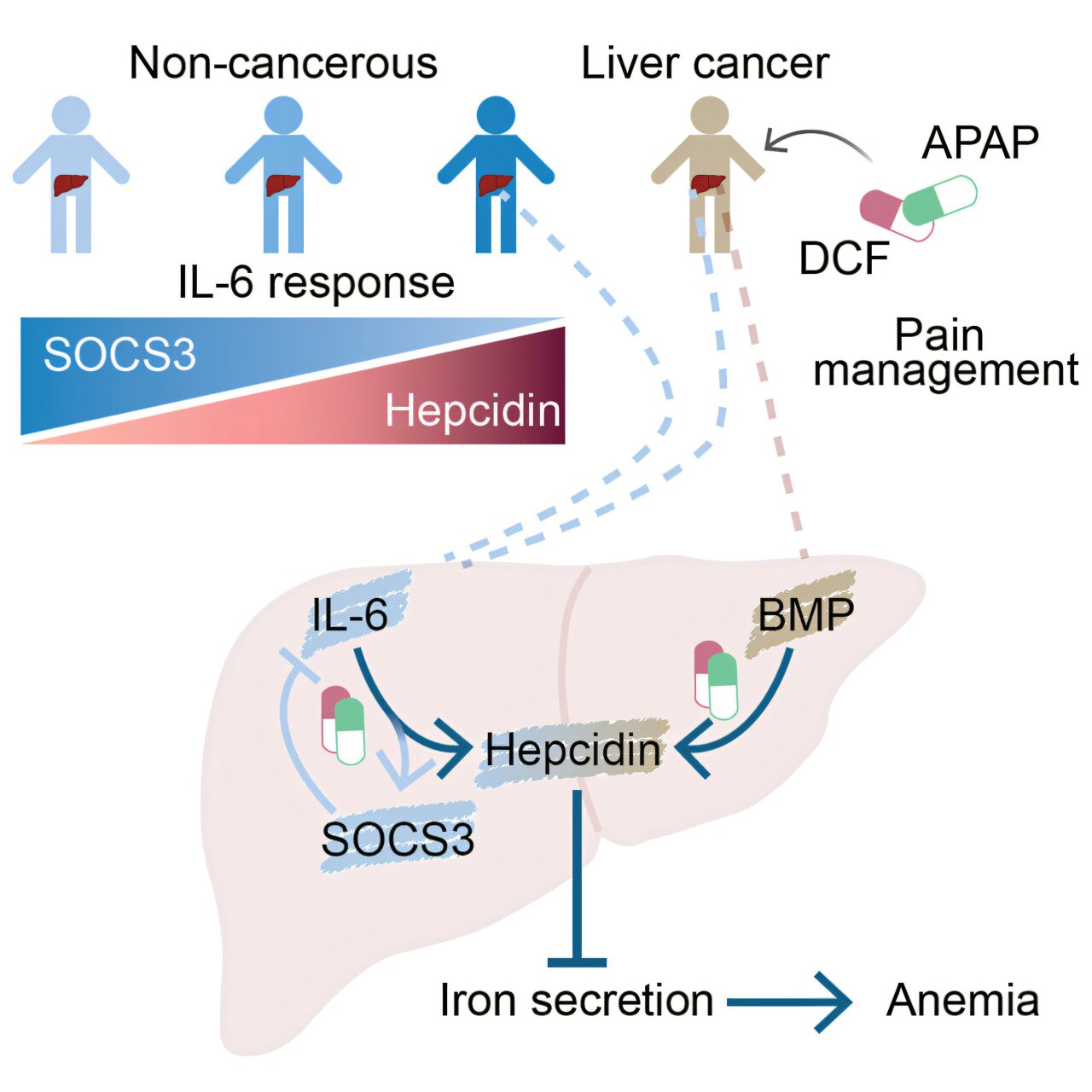 Como os analgésicos podem contribuir para a anemia em pacientes com câncer