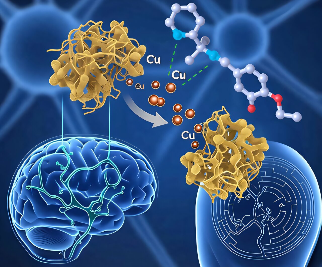 Composto químico tem potencial contra a doença de Alzheimer