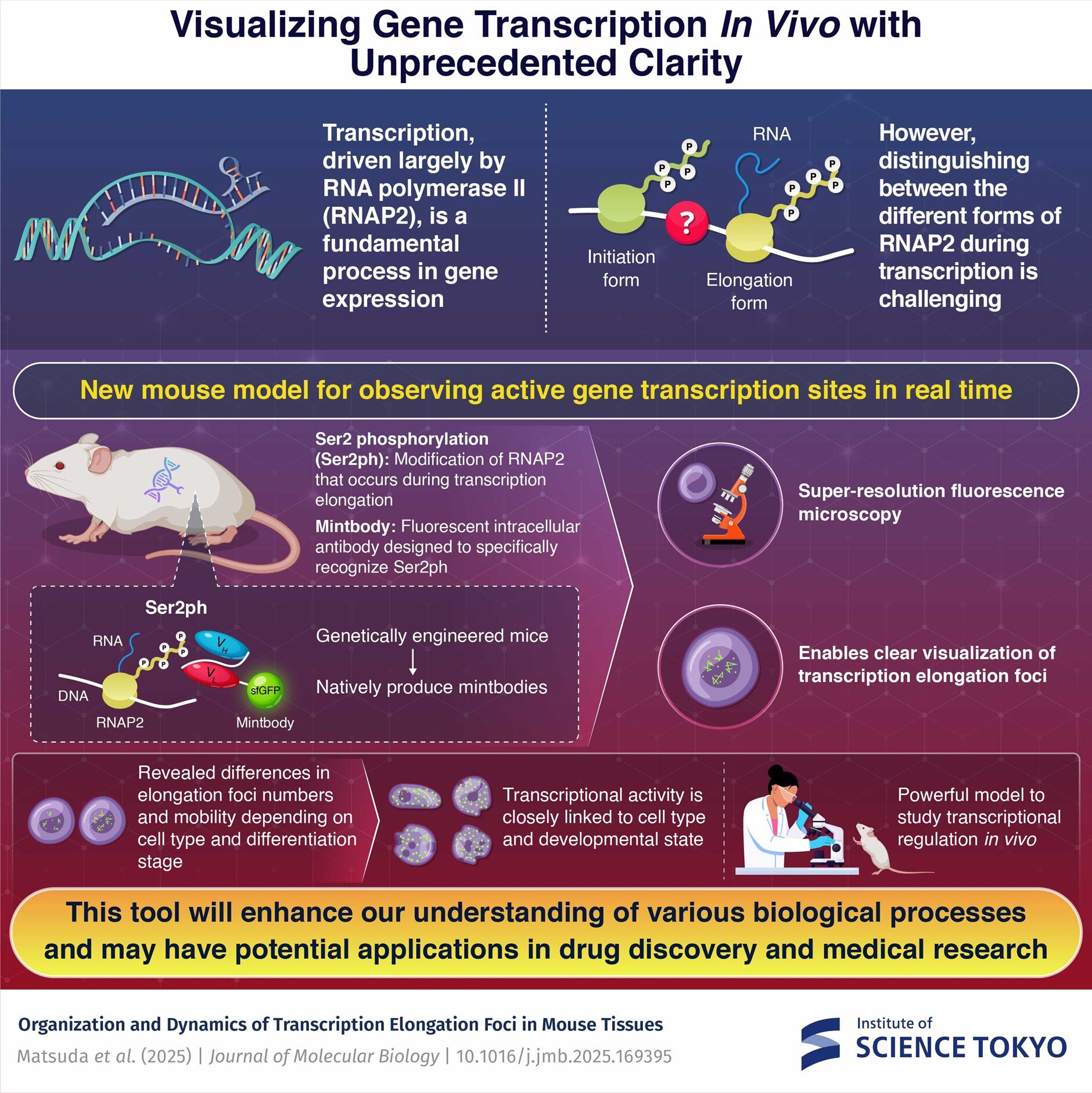 Desbloqueando insights importantes sobre a expressão genética usando um novo modelo de camundongo