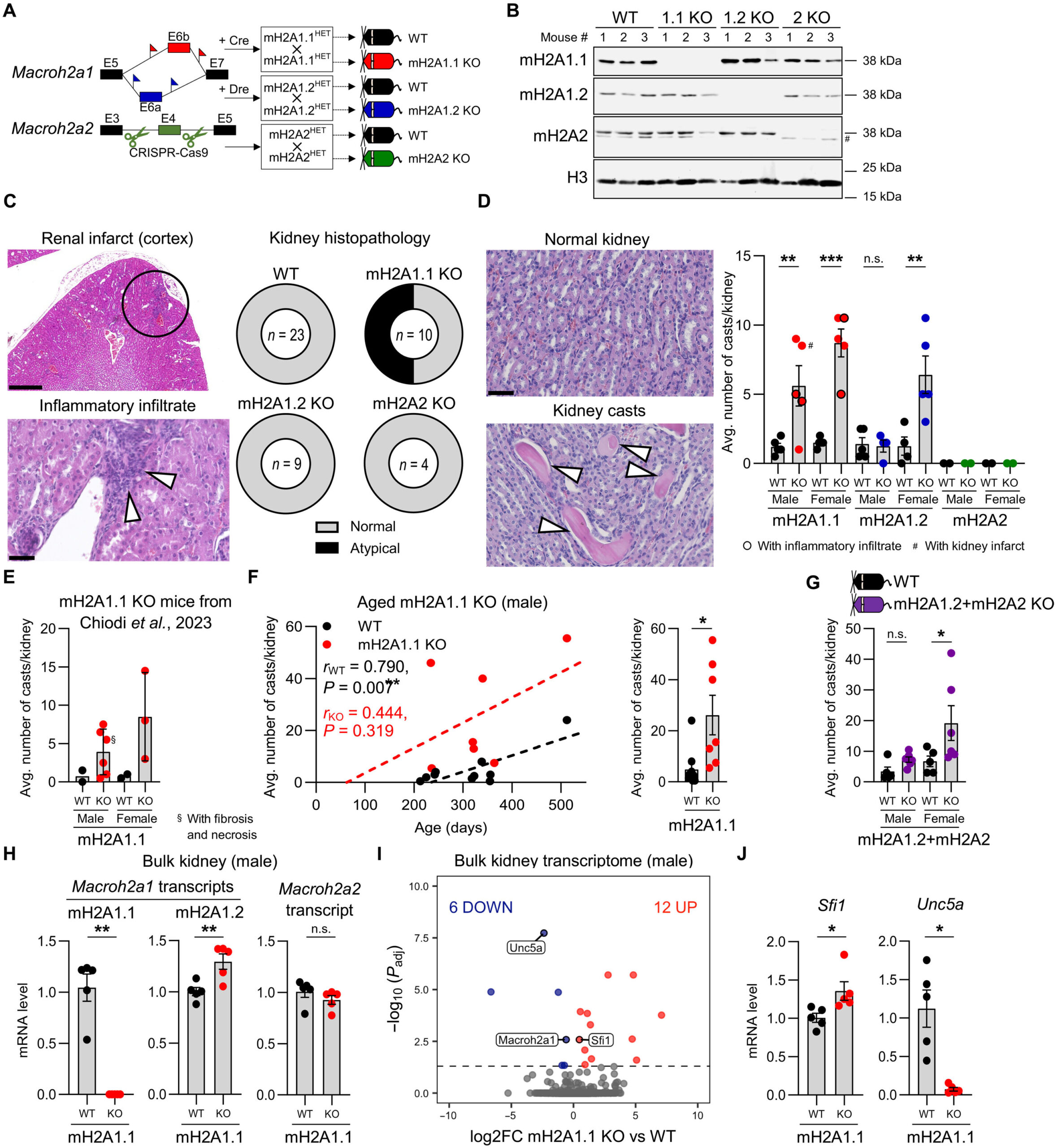 Descoberto novo alvo seguro contra leucemia mieloide aguda