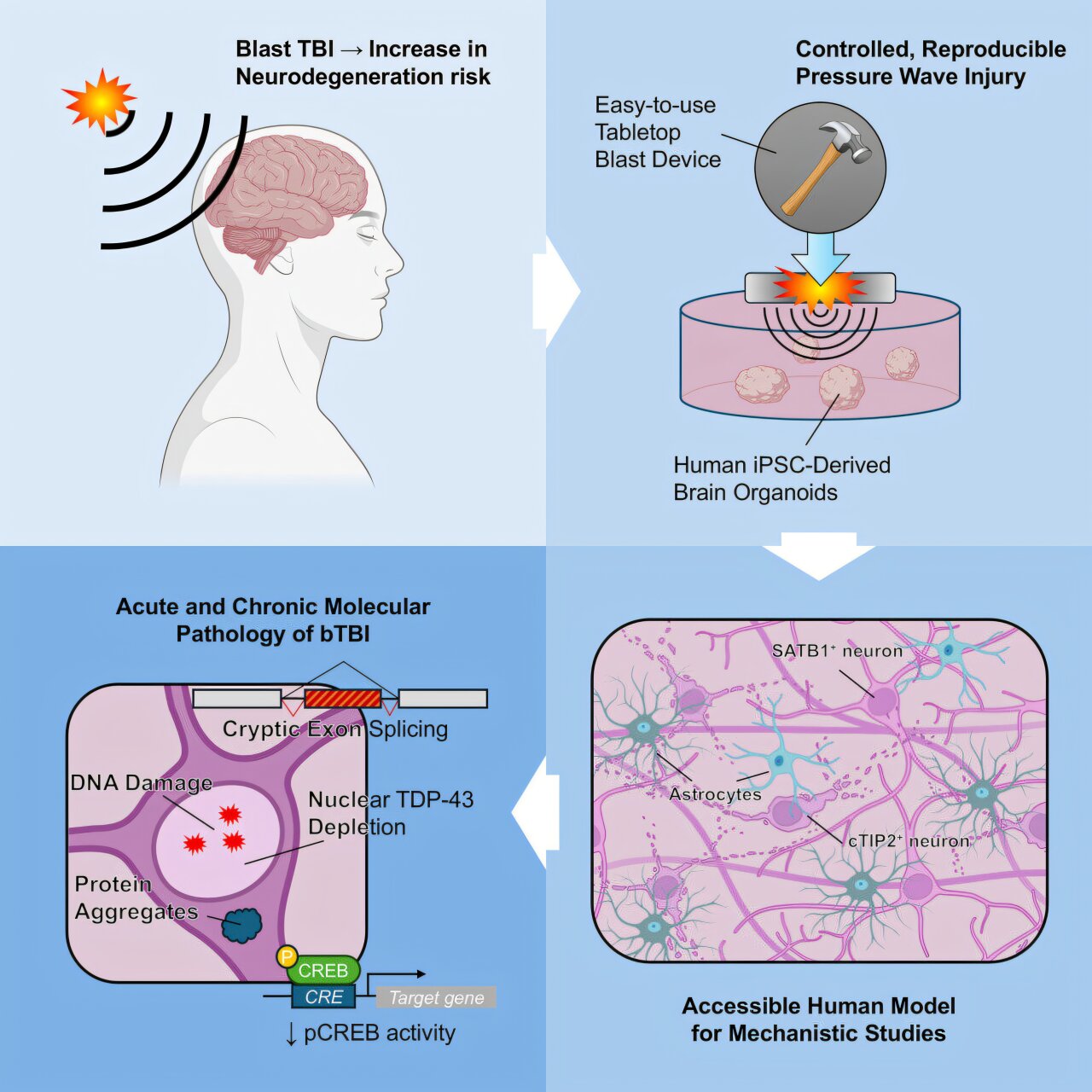 Dispositivo de explosão de mesa traz pesquisas sobre lesões cerebrais traumáticas para a bancada do laboratório