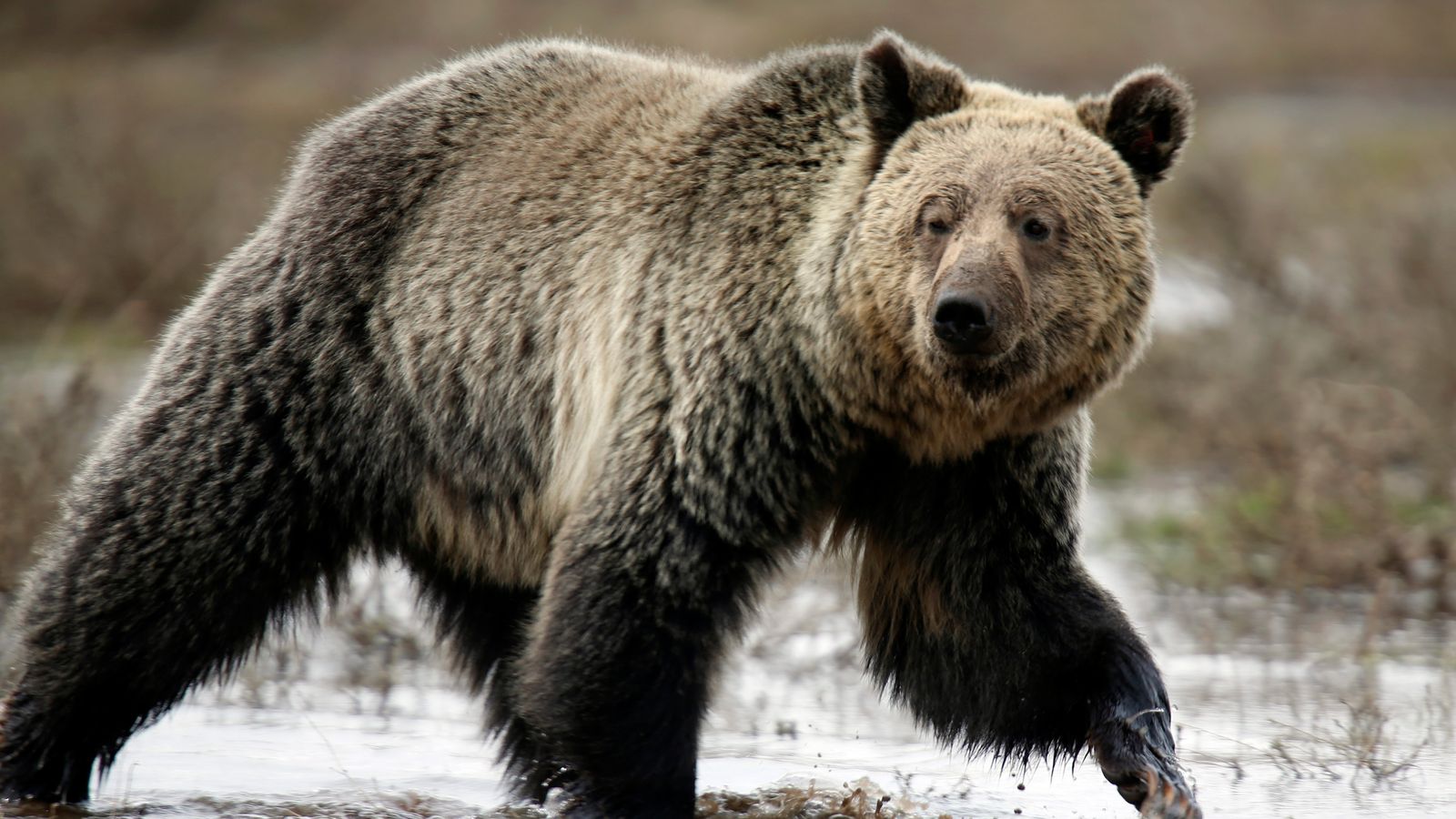 Residents have been warned not to go looking for the bear Pic: Reuters