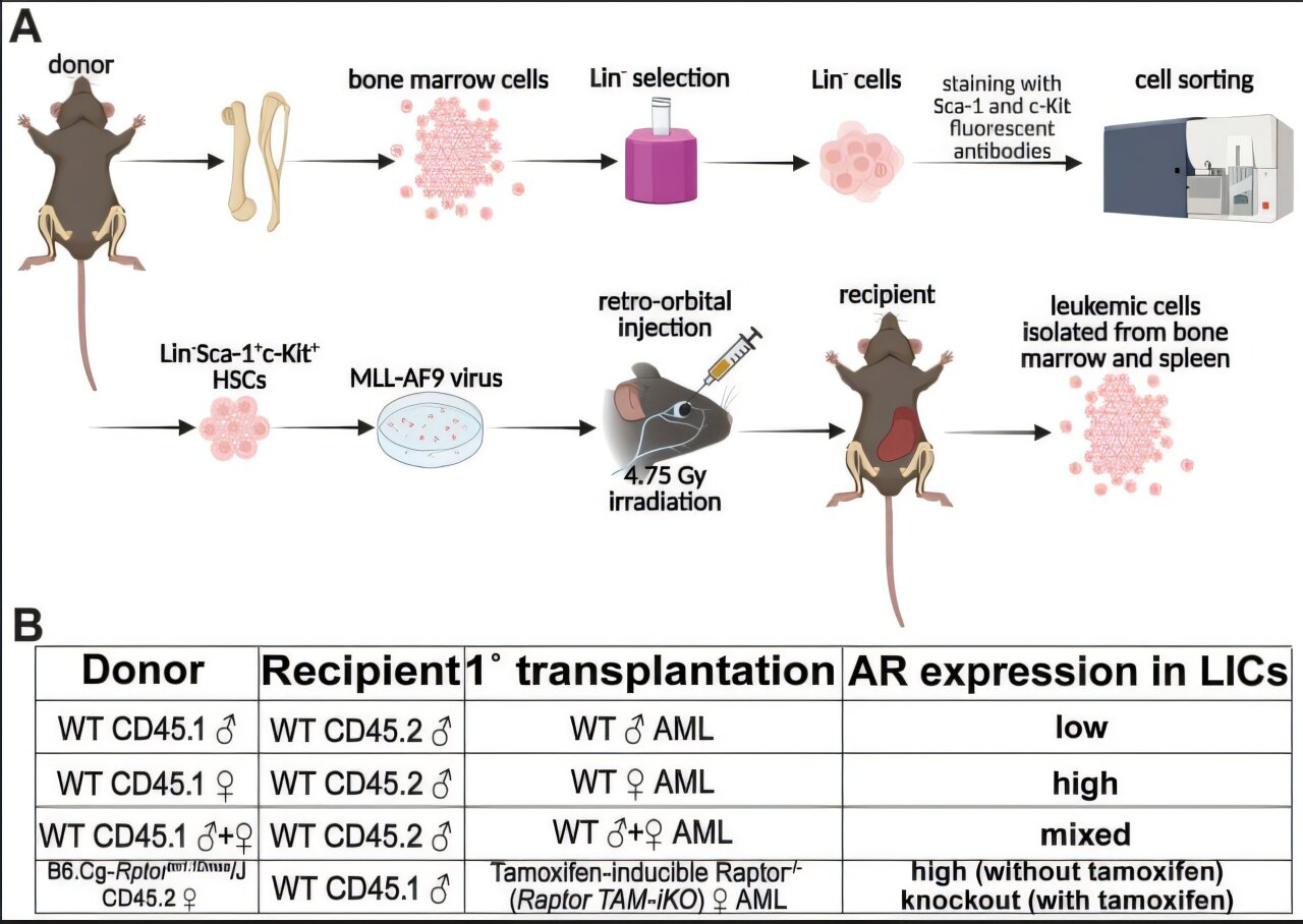 Dois medicamentos que tratam o câncer de próstata também podem ser eficazes contra a leucemia