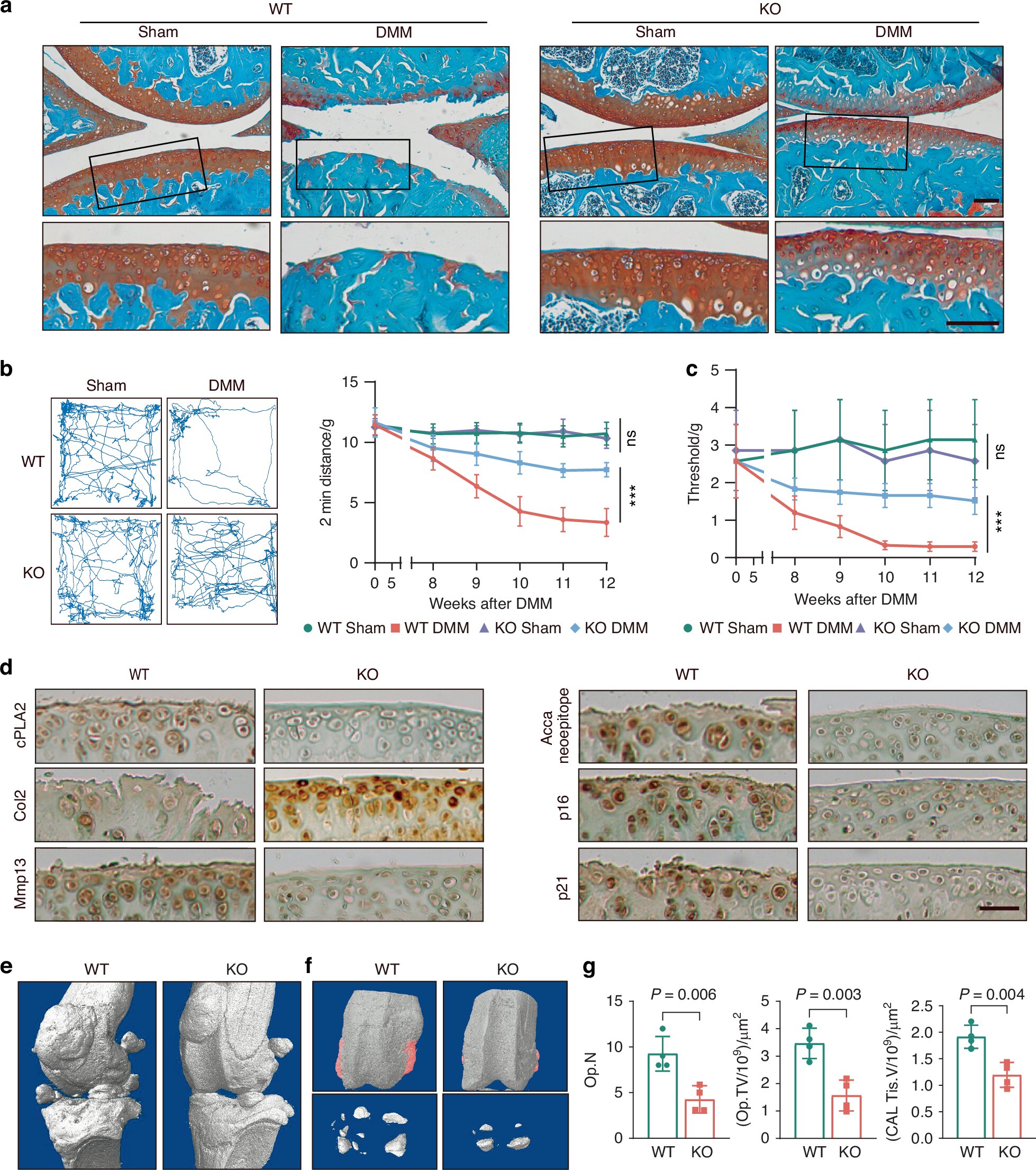 Enzima fornece caminho promissor para a cura de doenças articulares degenerativas