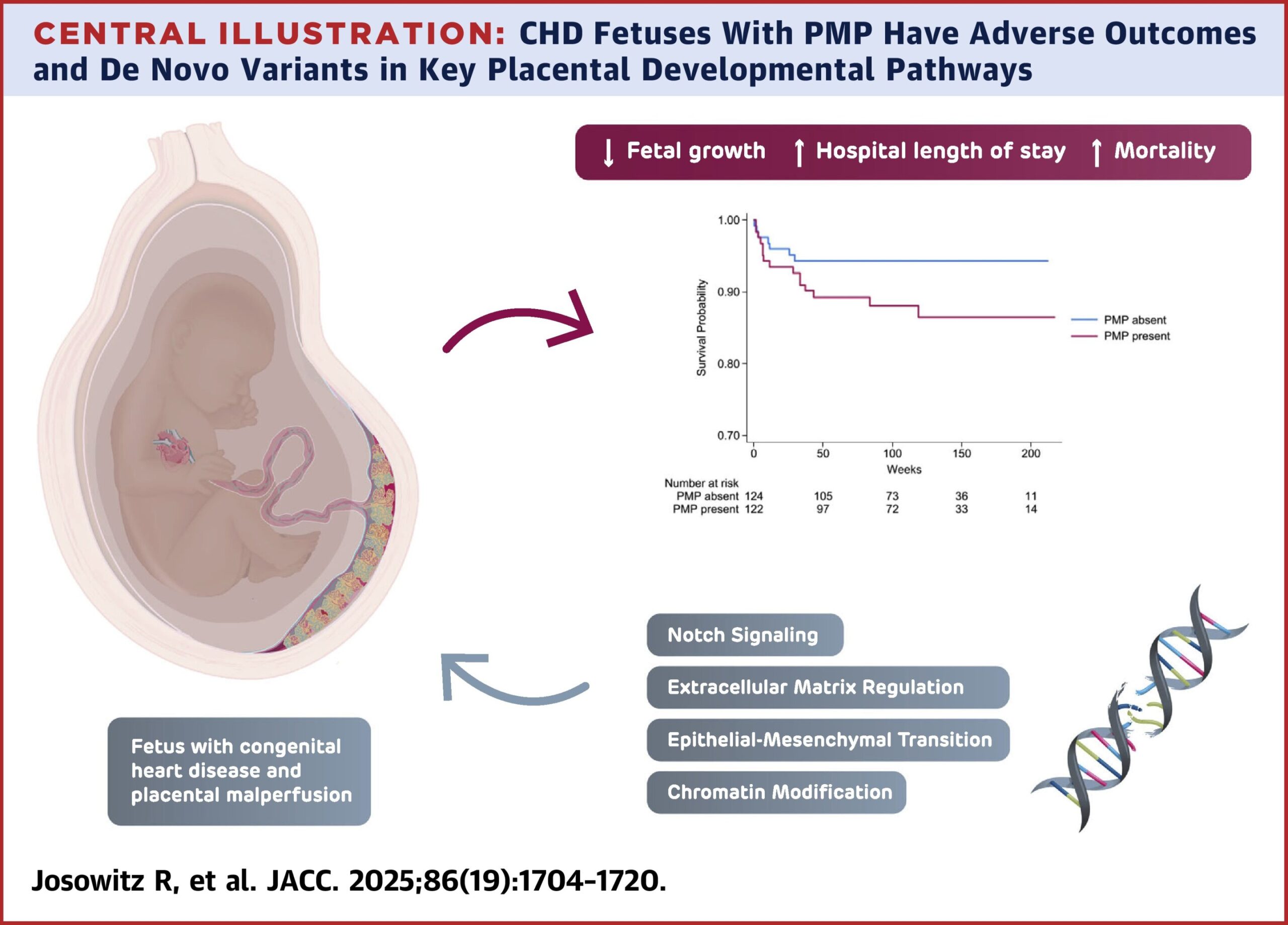 Explorando o impacto da má perfusão placentária na saúde e no desenvolvimento fetal em doenças cardíacas congênitas