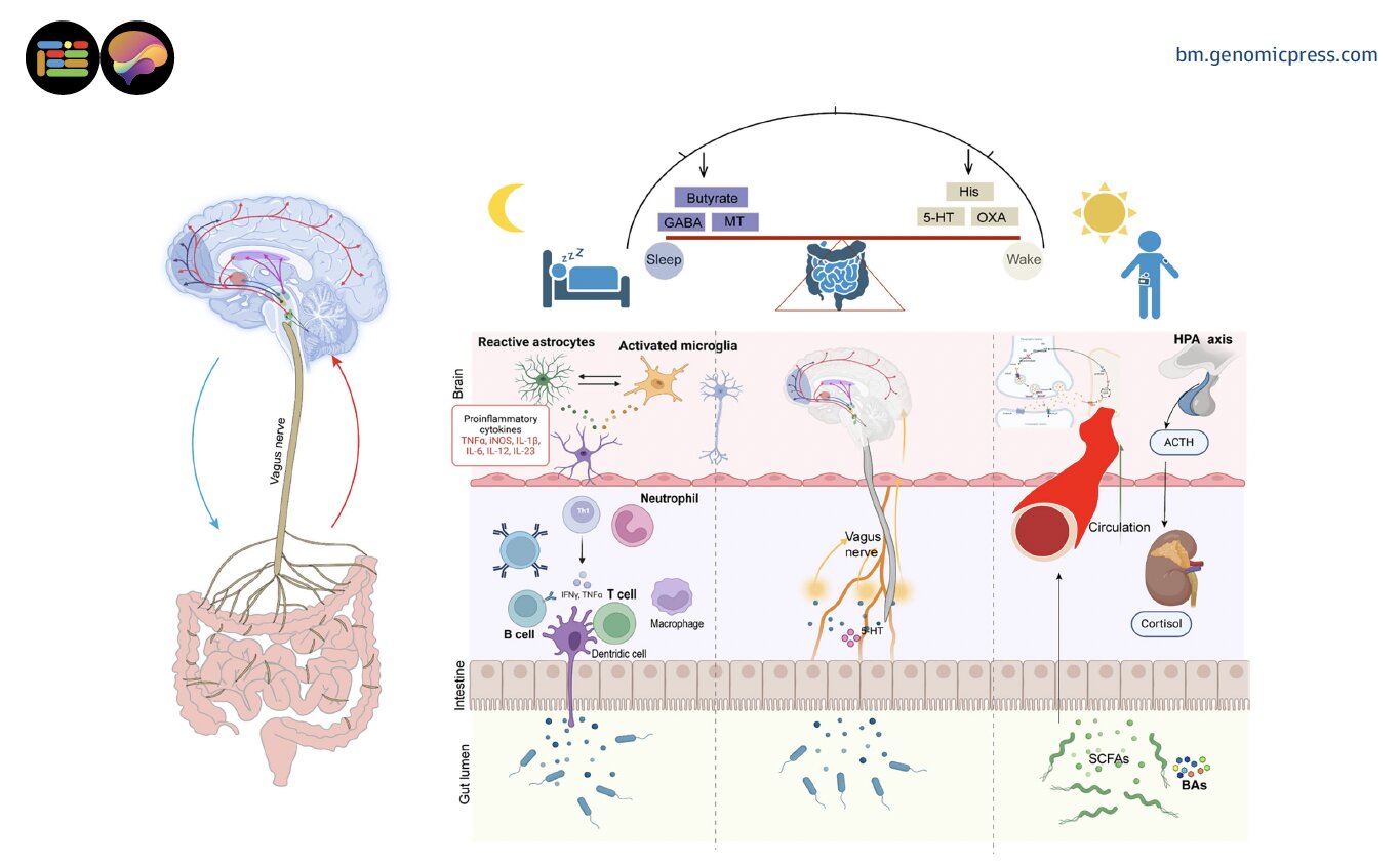 Exploring interactions between gut microbiota and sleep disorders through the brain-gut axis