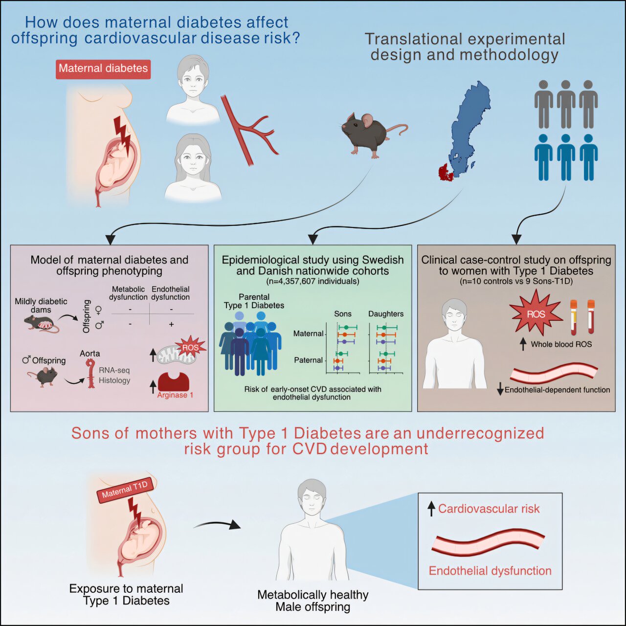 Filhos de mães com diabetes tipo 1 apresentam sinais precoces de disfunção vascular