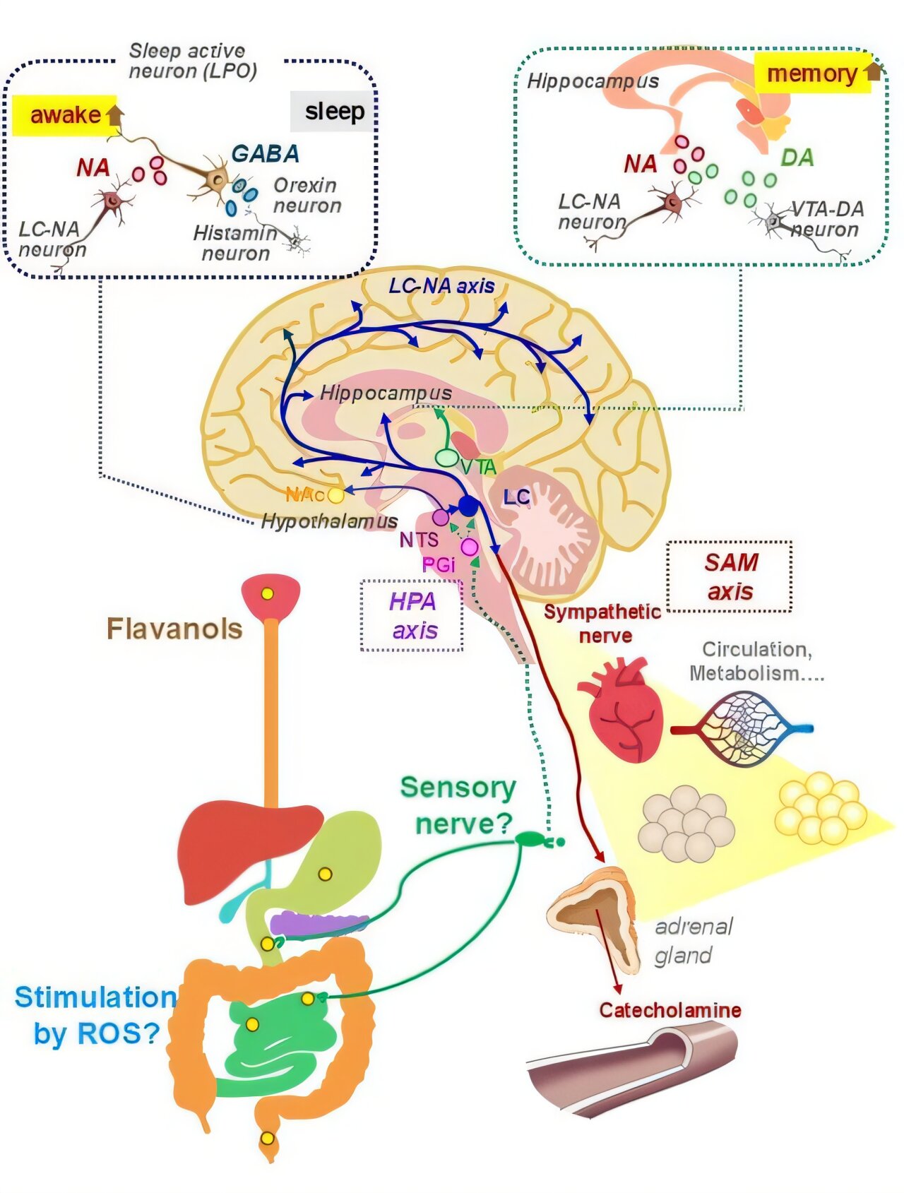 Flavanóis podem desencadear atividade cerebral para memória e resposta ao estresse