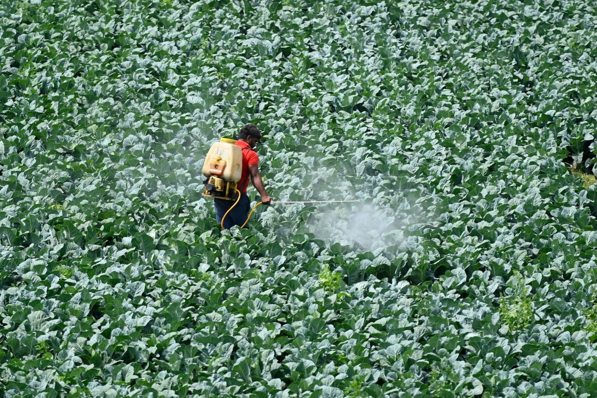 A farmer sprays pesticide on the crop in a field in New Delhi on March 15, 2021.