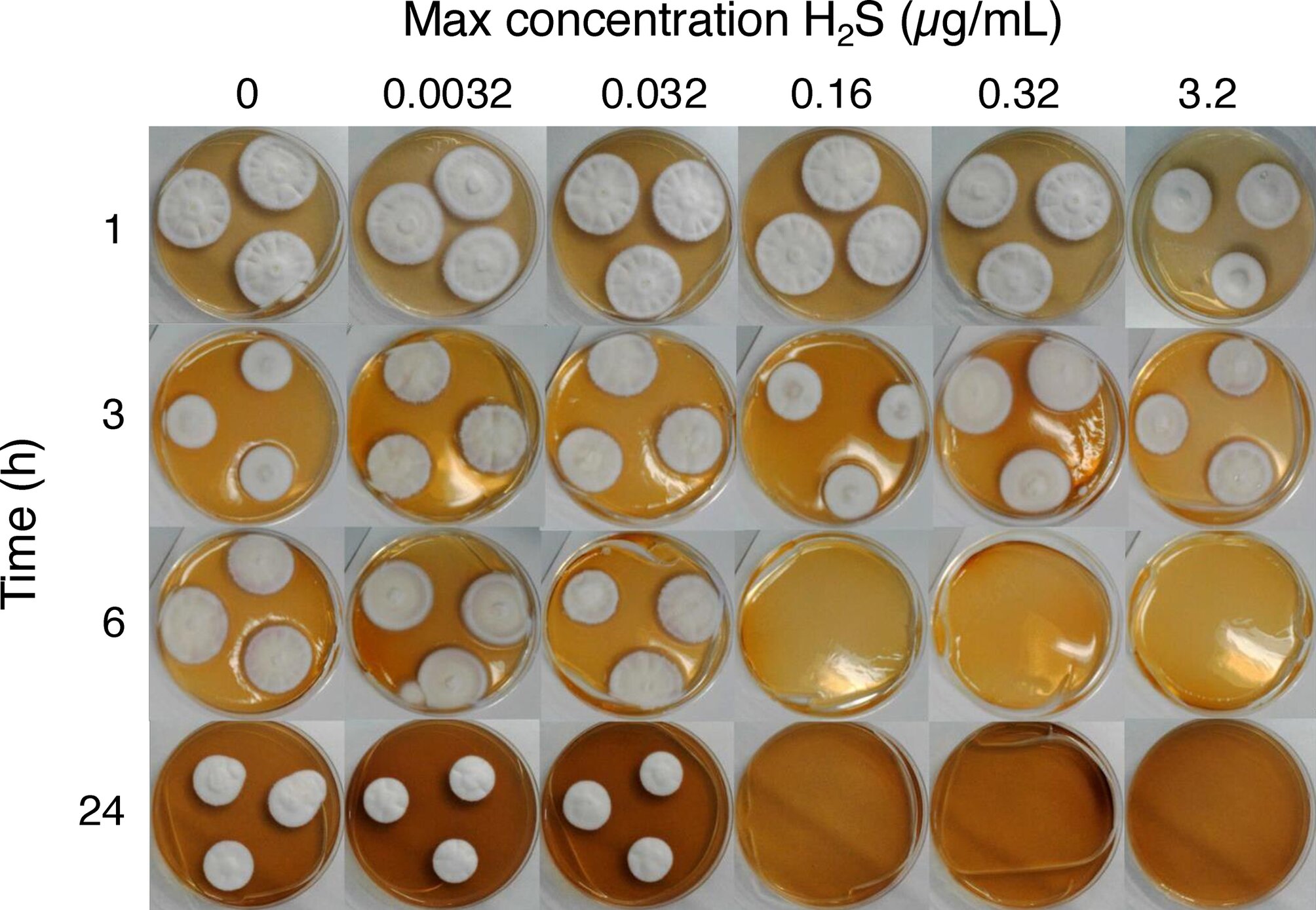 Gás de ‘ovo podre’ pode ser a resposta para tratar infecções nas unhas, dizem cientistas