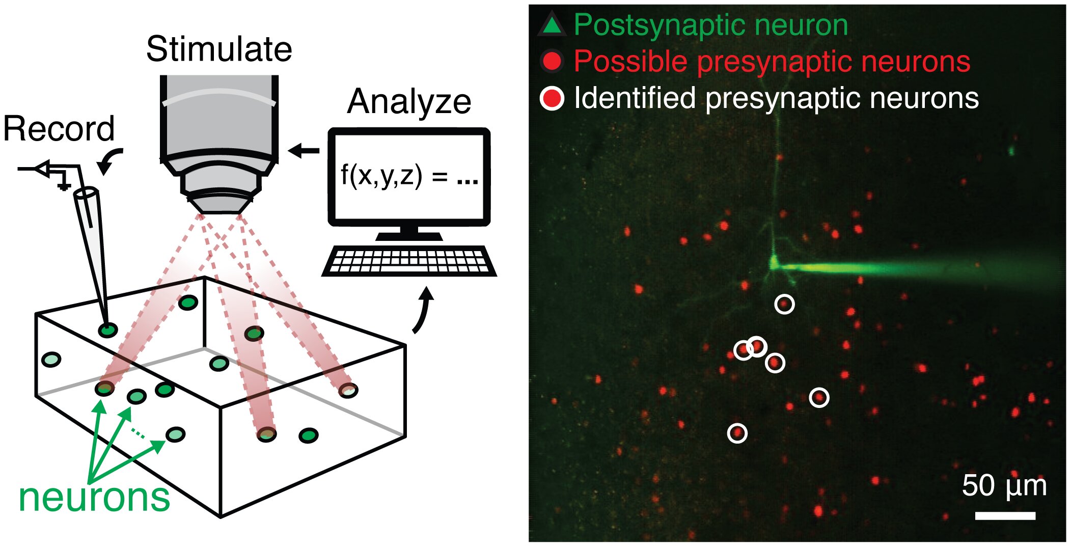 Holographic optogenetics could enable faster brain mapping for new discoveries