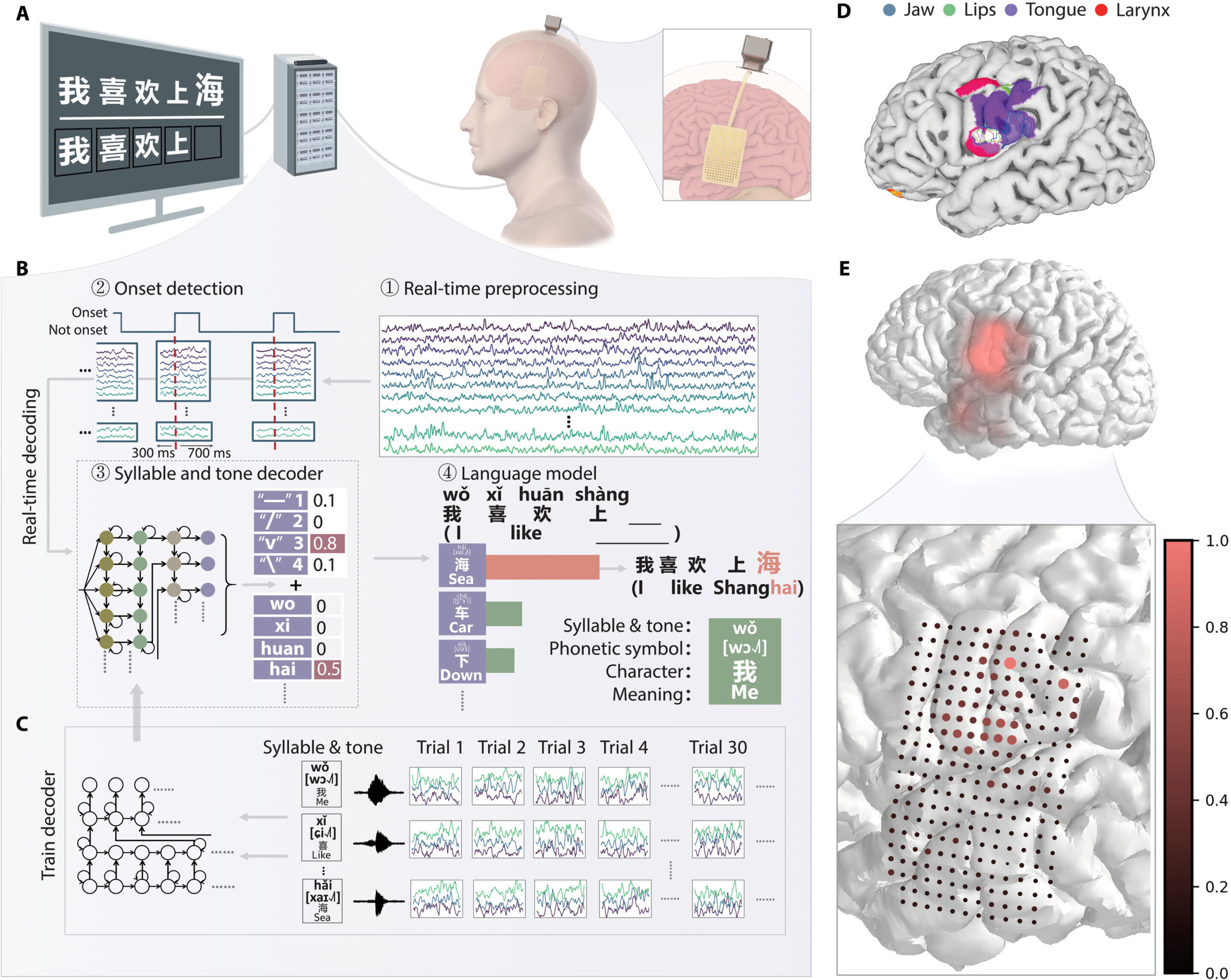 Interface cérebro-computador decodifica mandarim a partir de sinais neurais em tempo real